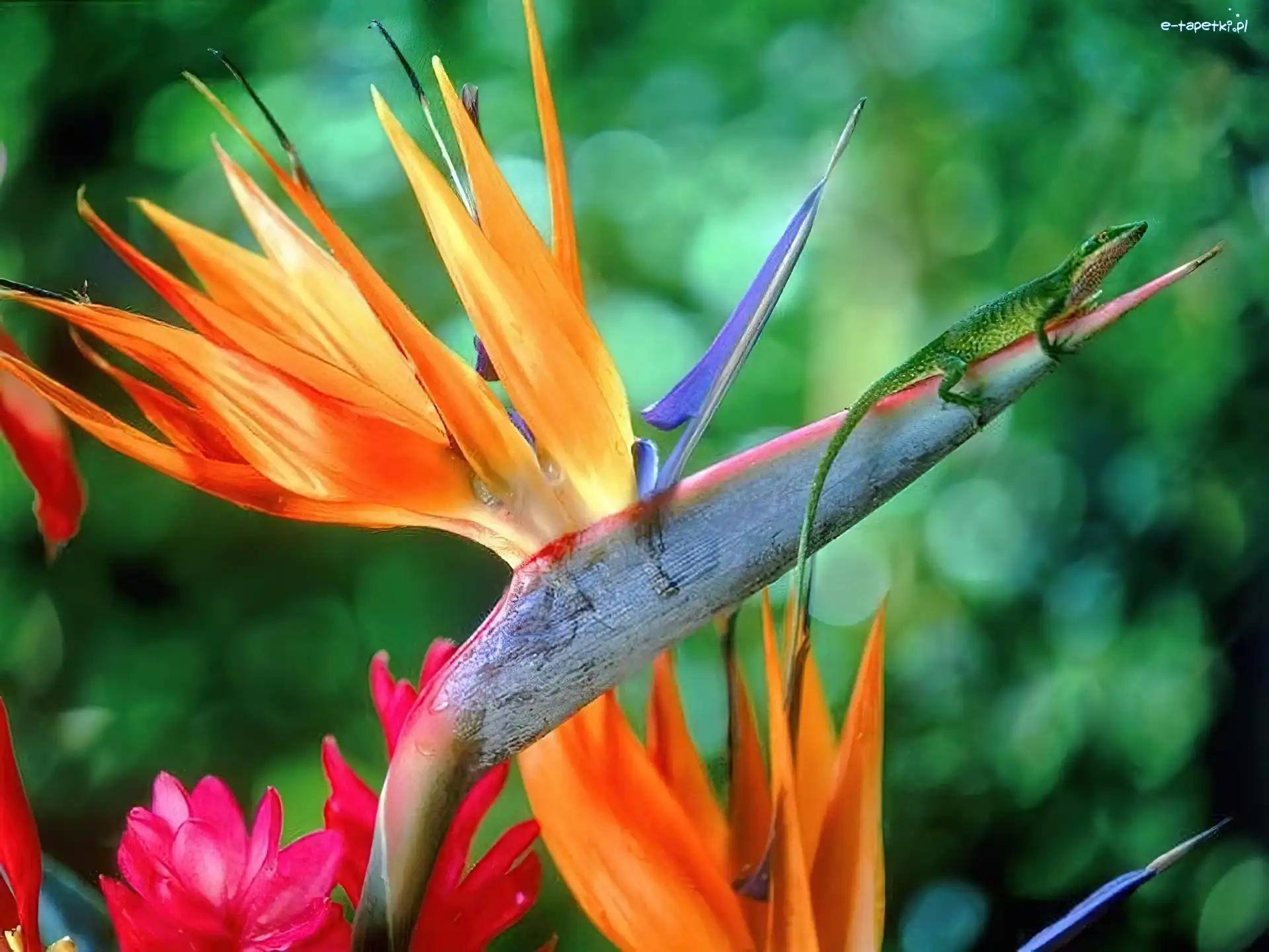 Anolis Zielony, Strelicja Królewska