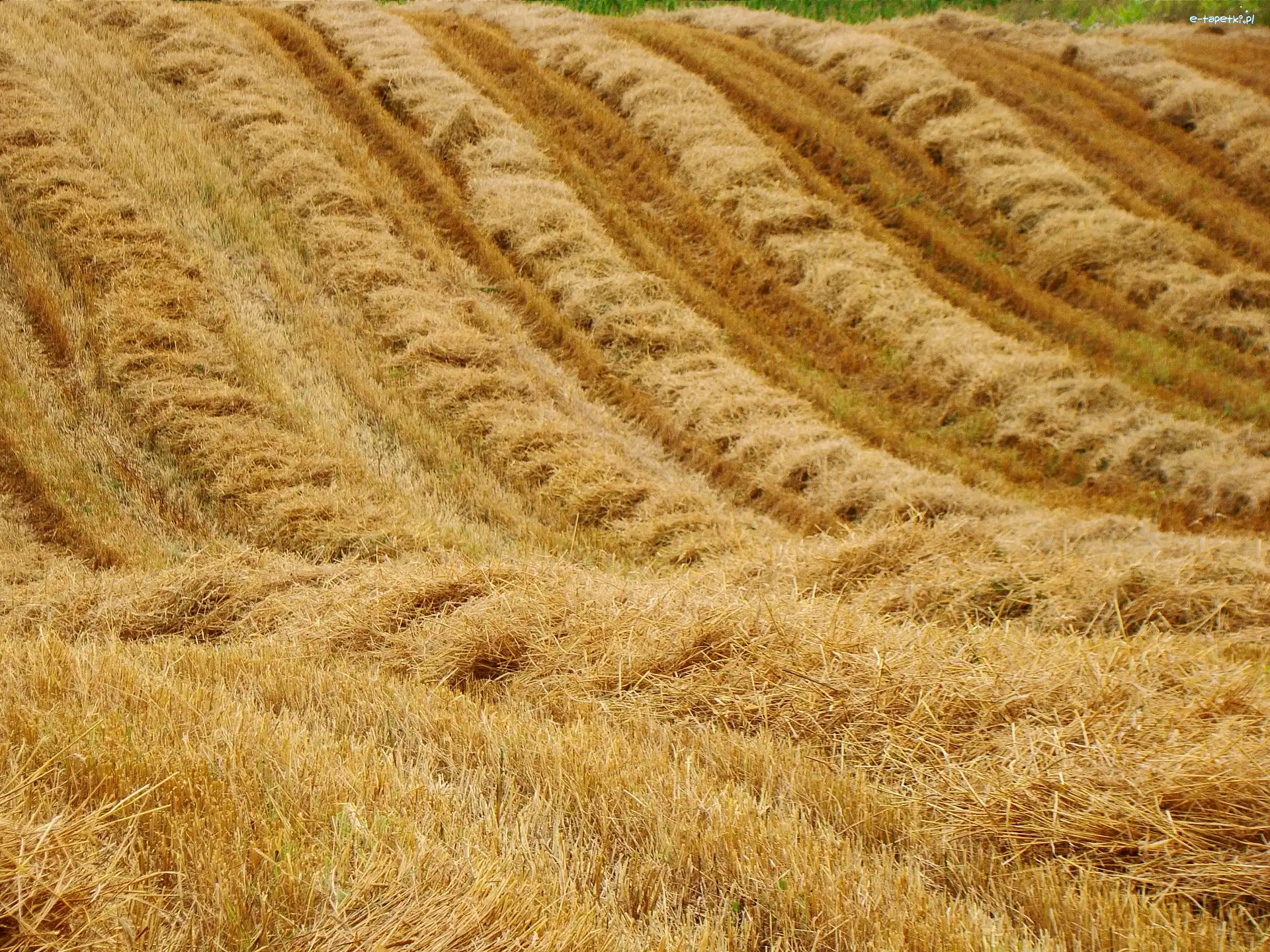 Pola, Mazurskie