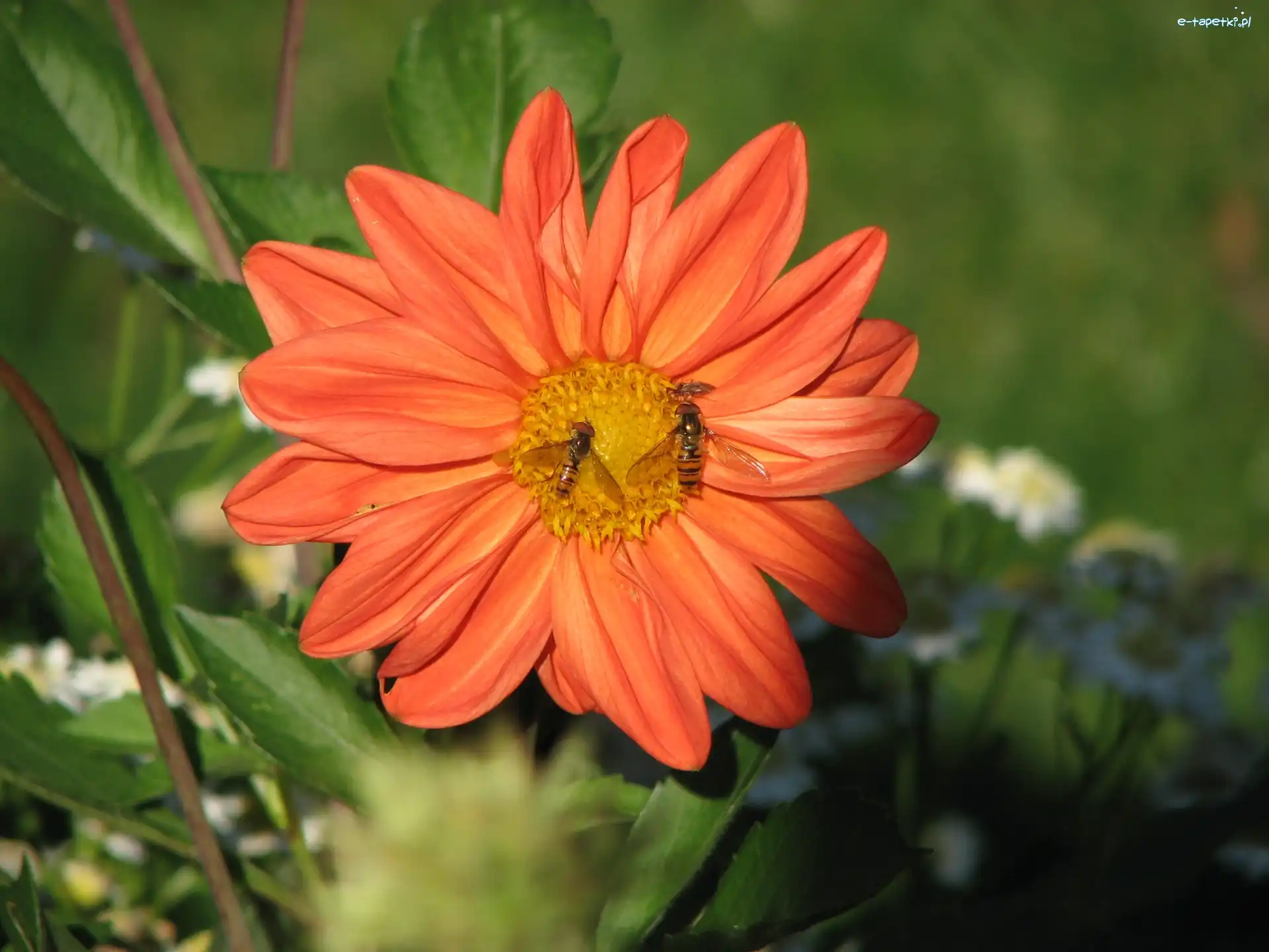 Dalia, Kwiat