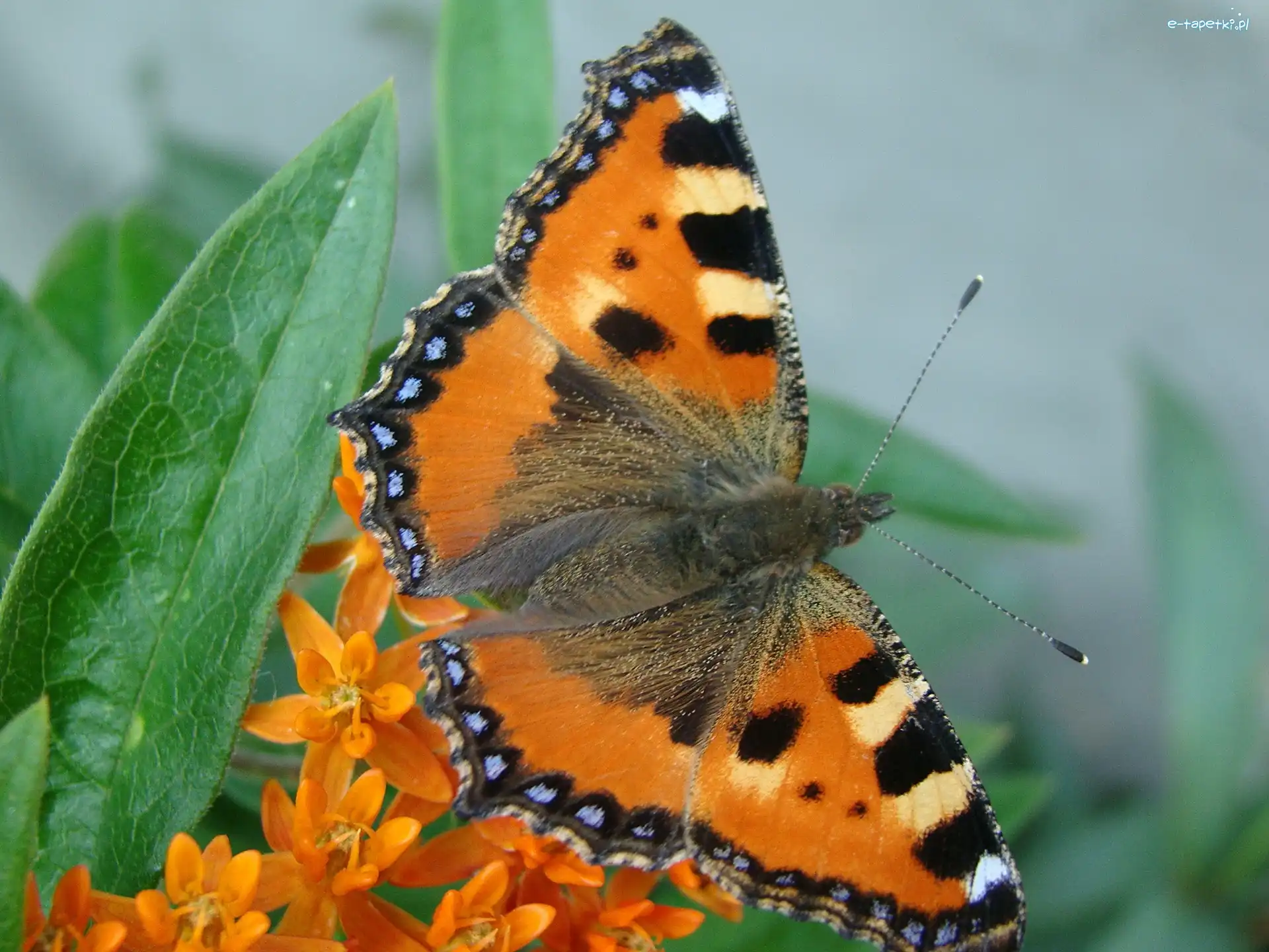 Rusałka, Pyłek, Pokrzywnik, Motyl