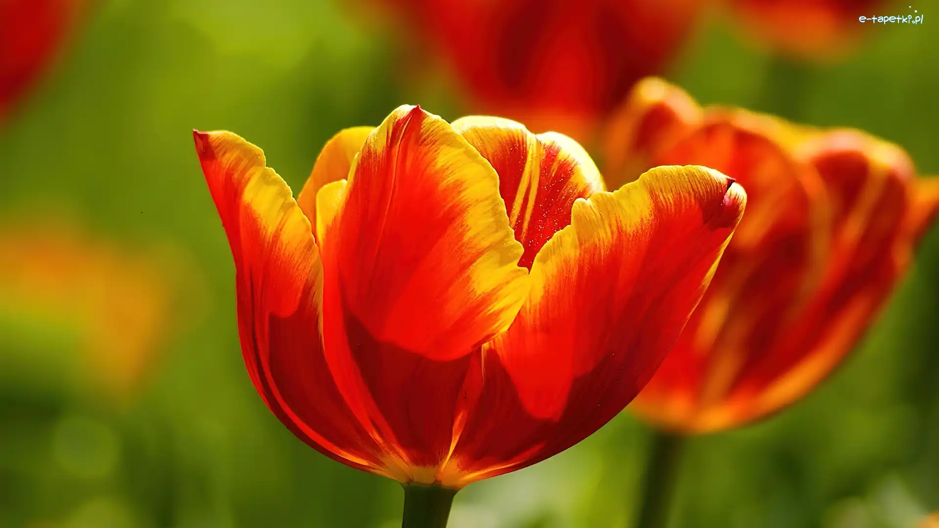 Tulipany, Czerwonożółte, Dwa