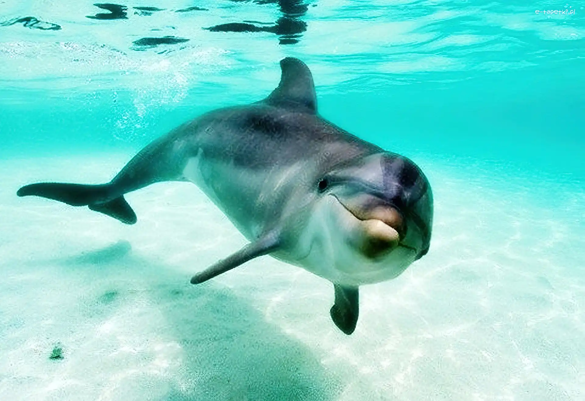 Płetwy, Delfin