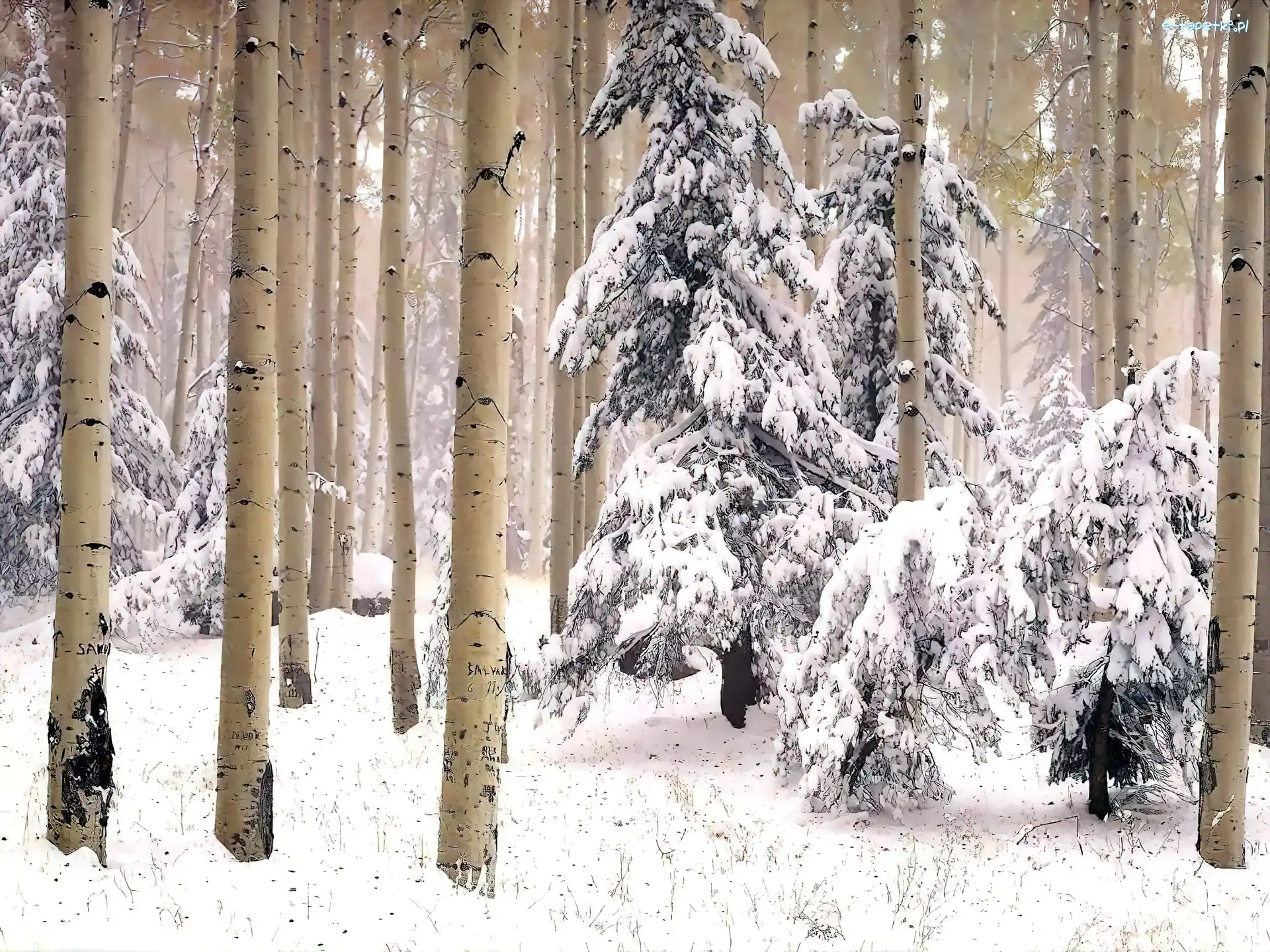 Drzewa, Las, Śnieg