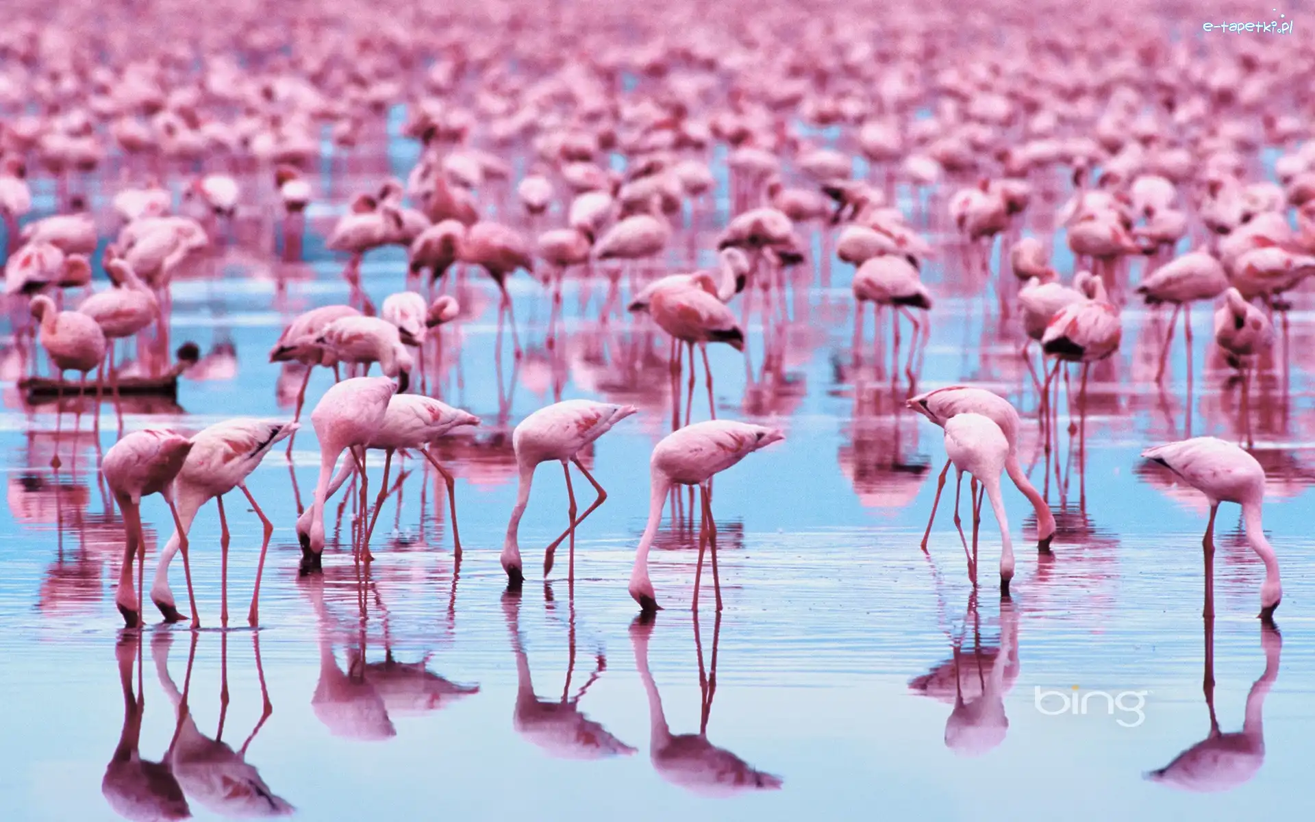 Stado, Flamingi