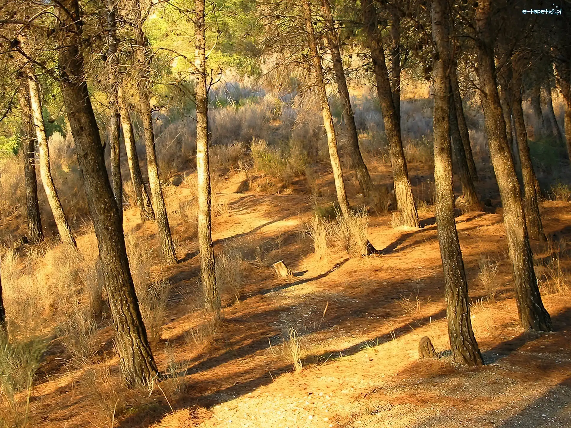 Drzewa, Las