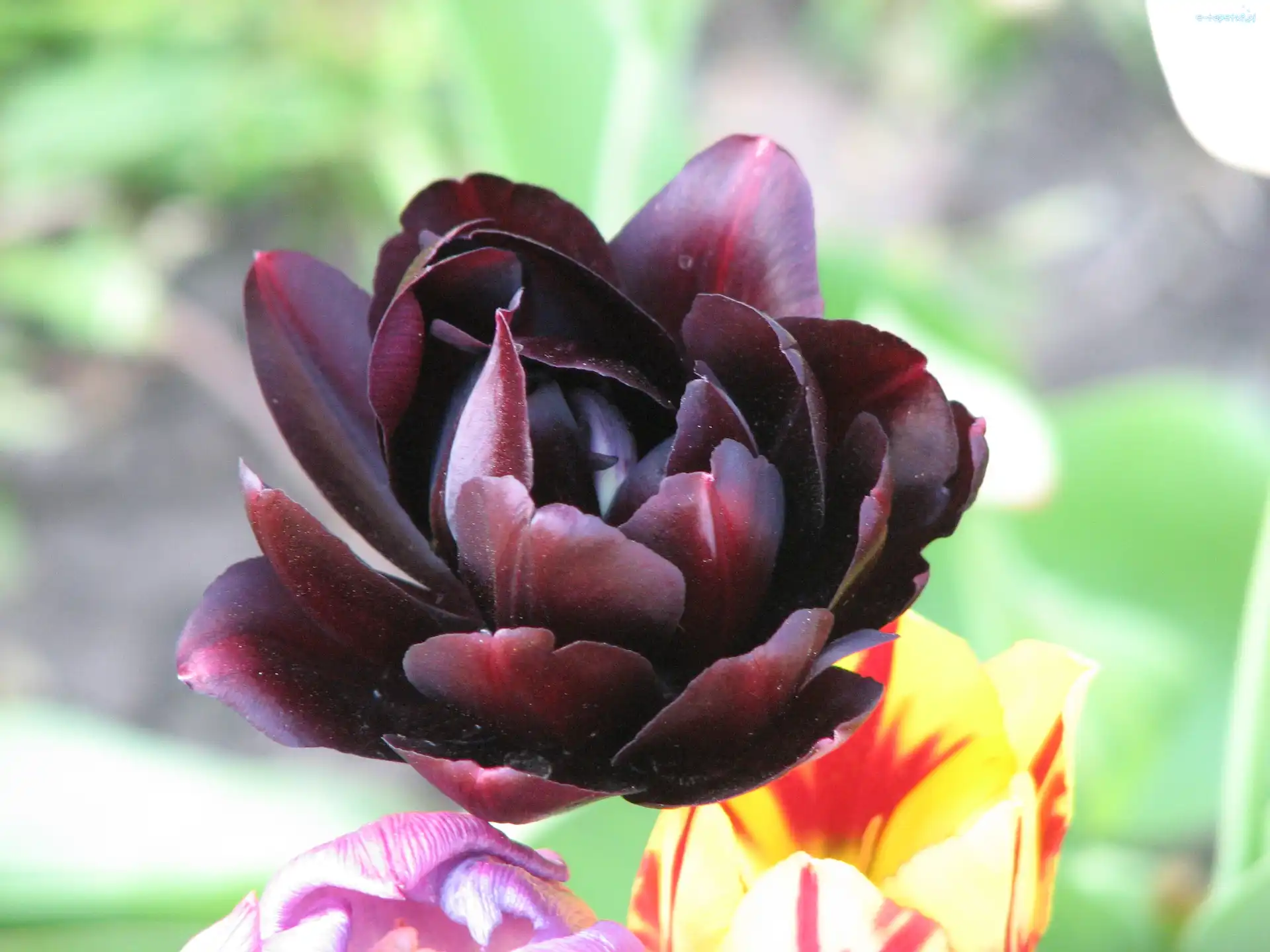 Tulipan, Ciemny
