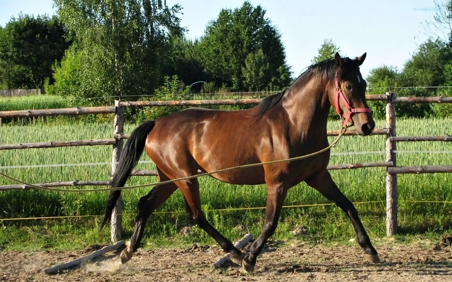 Lonża
, Koń