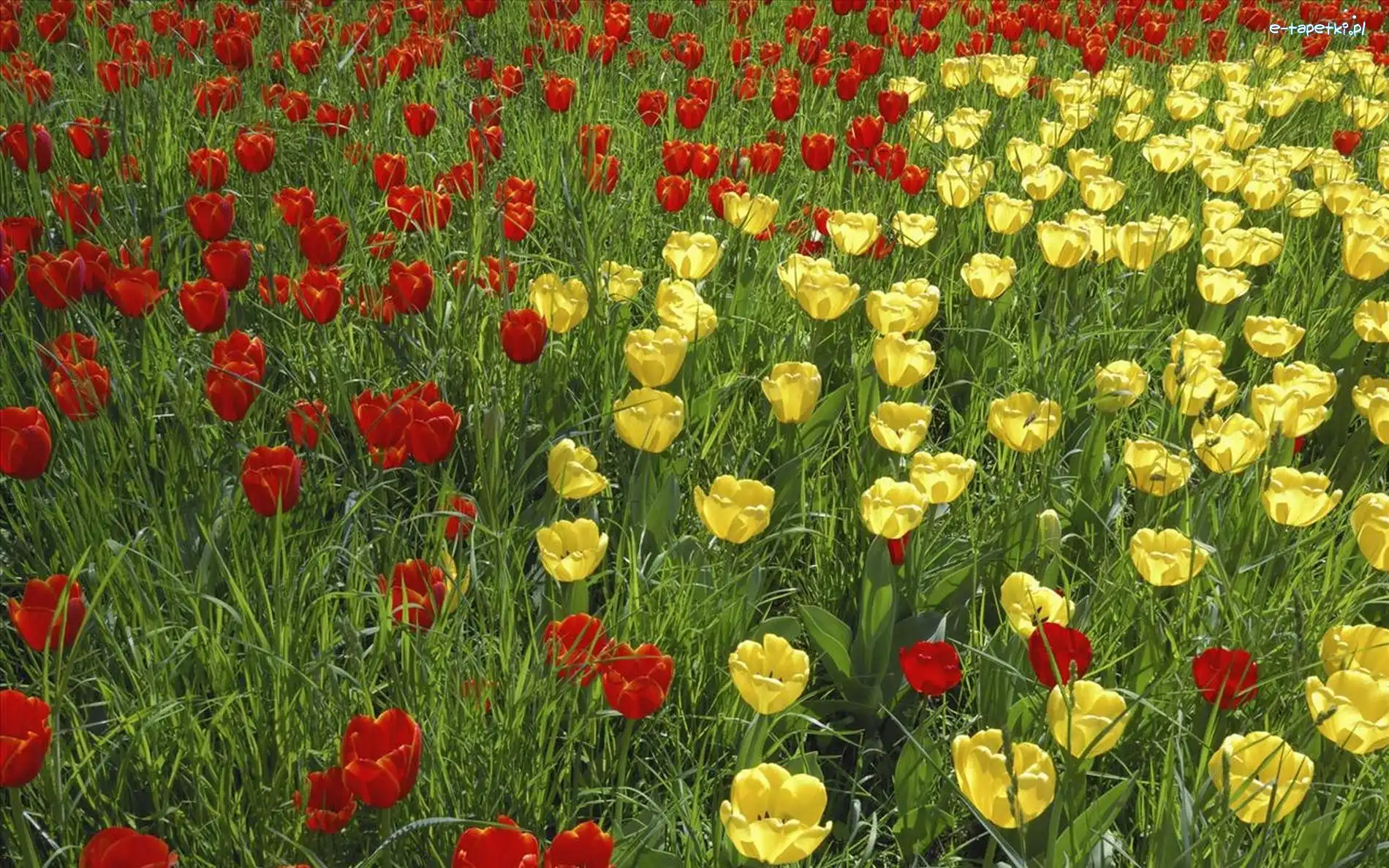 Tulipany, Żółte, Czerwone