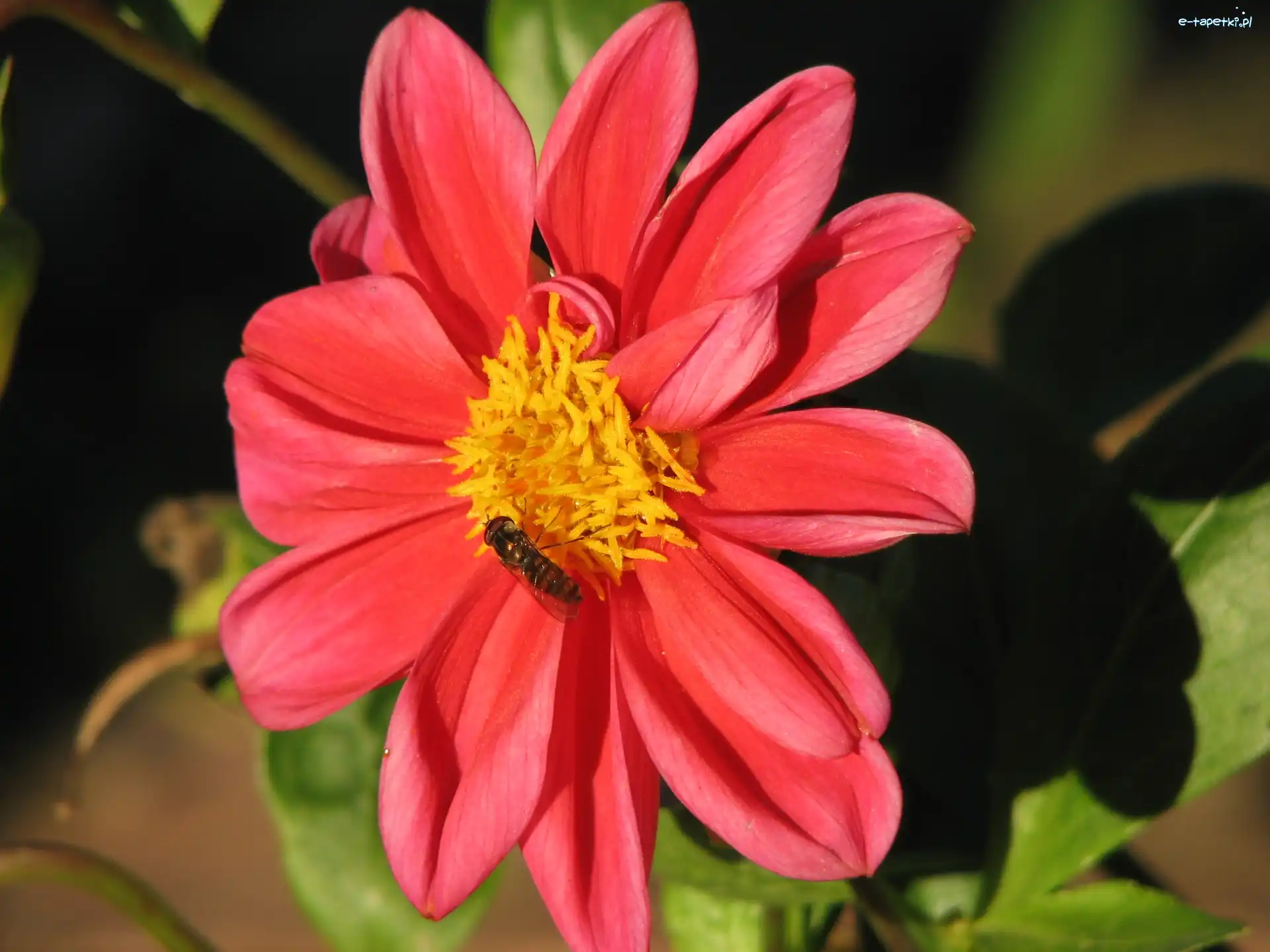 Owad, Dalia
