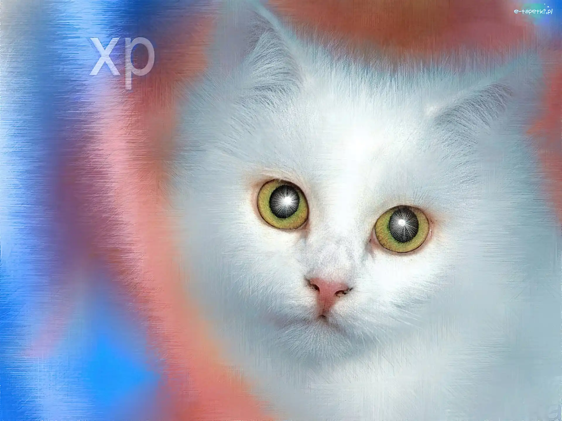 Kot, XP