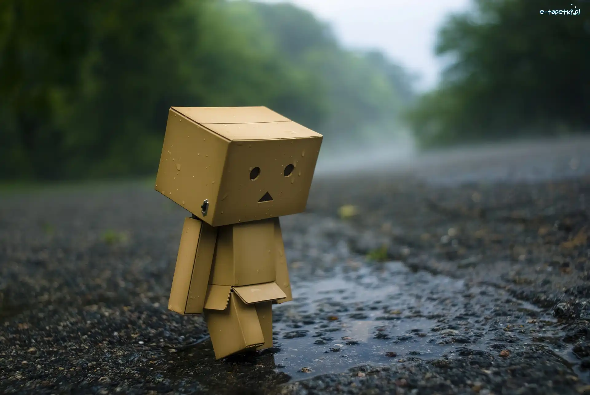Danbo, Droga, Deszcz