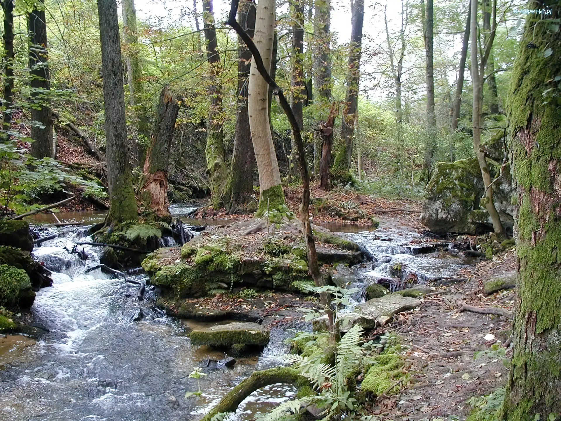 Strumyk, Drzewa, Las