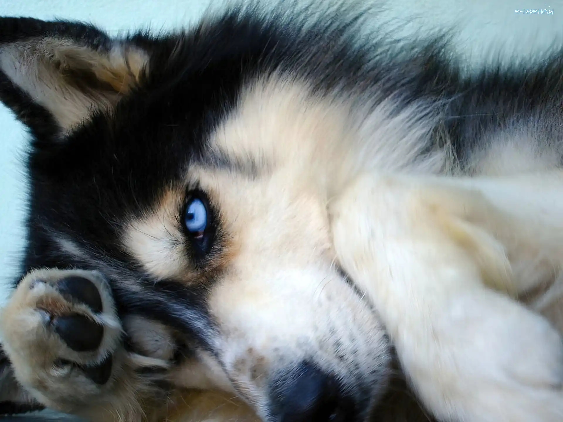 Siberian Husky, Pyszczek