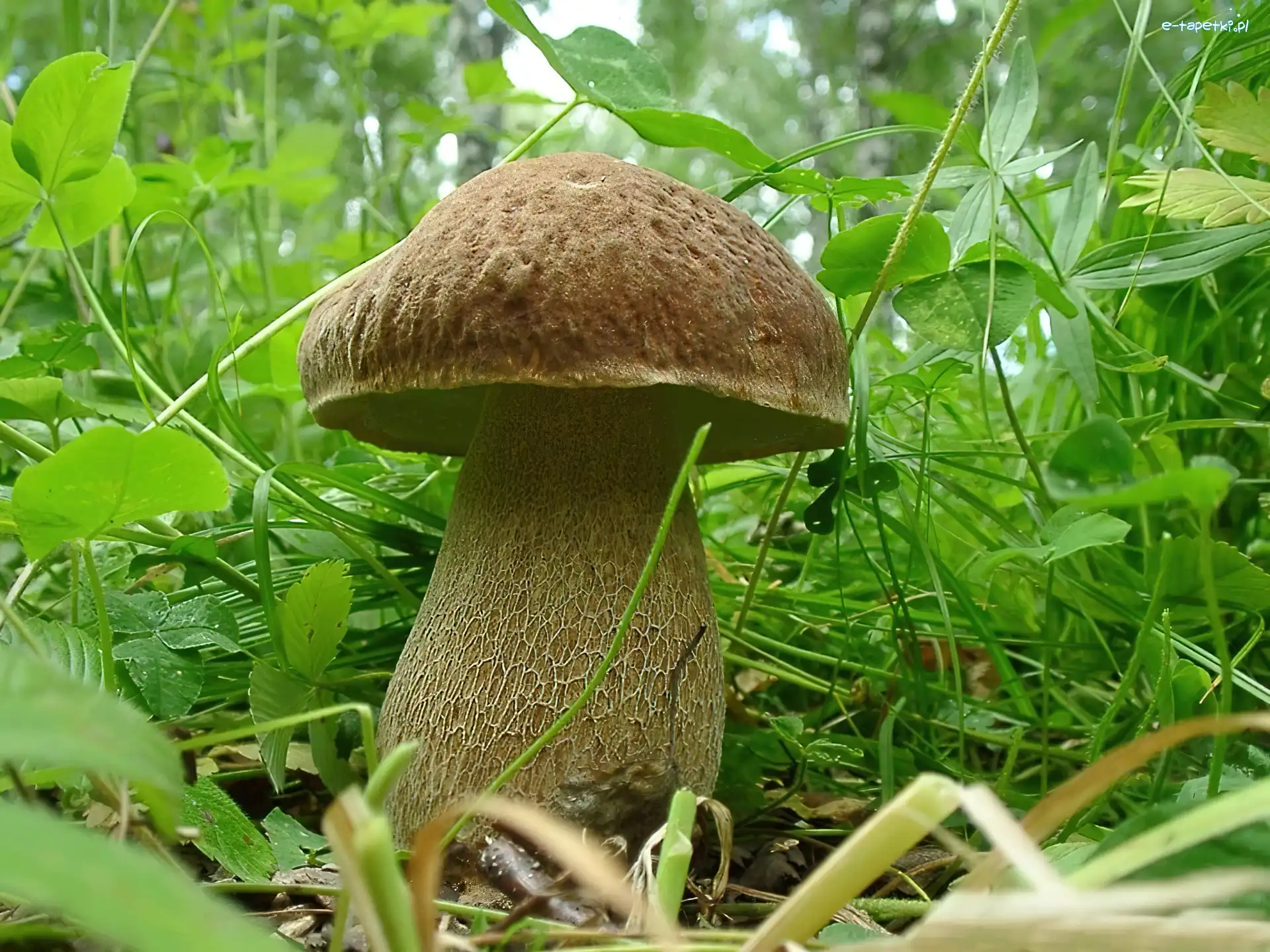 Okaz, Ładny, Borowik
