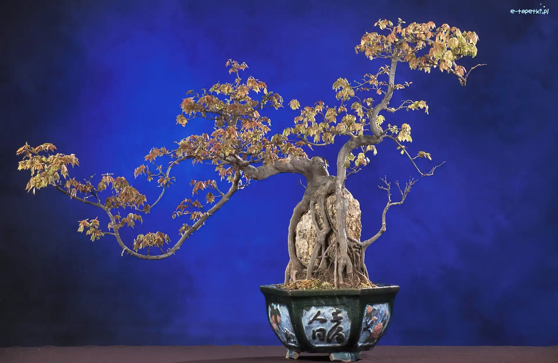 Bonsai, Drzewko, Doniczka