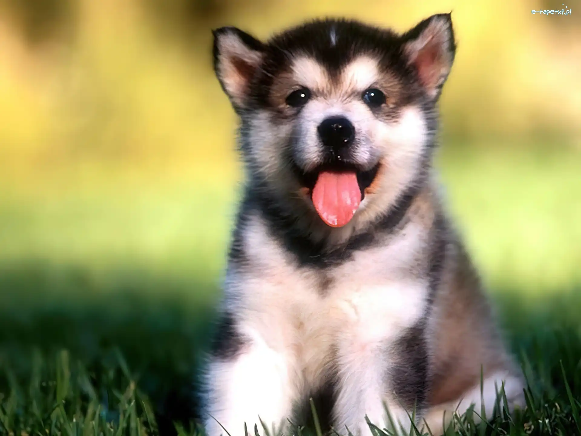 Trawa, Husky
