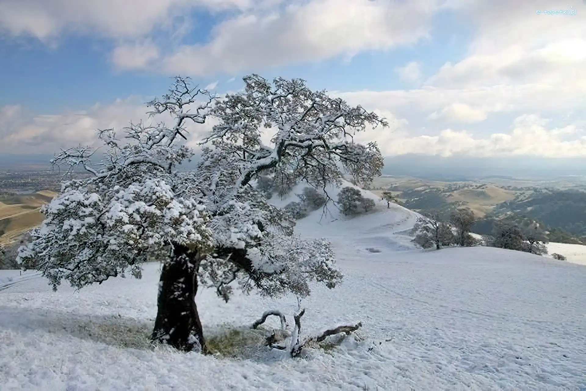 Wzgórze, Drzewo, Śnieg