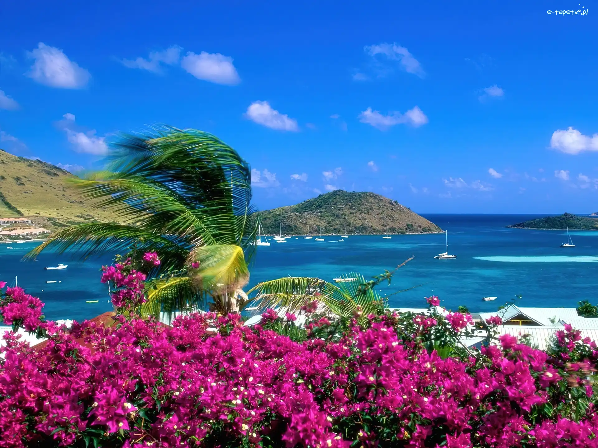 Wyspa, Morze, Kwiaty, Saint Martin