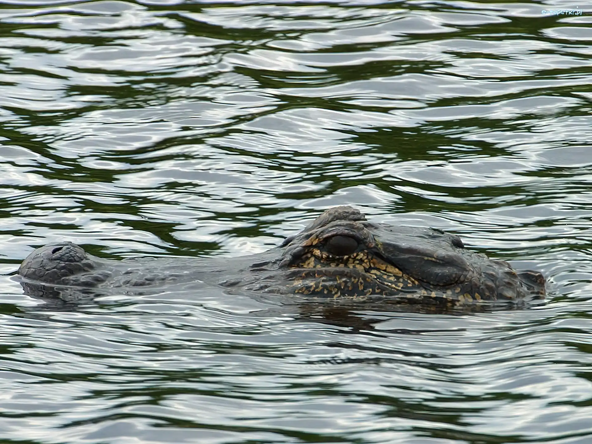 Aligator