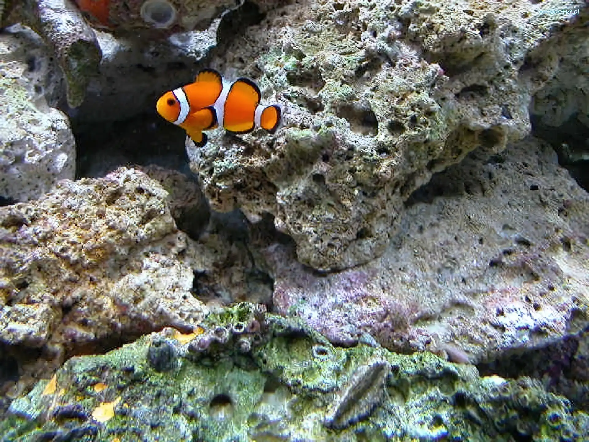 Skały, Podwodne, Nemo