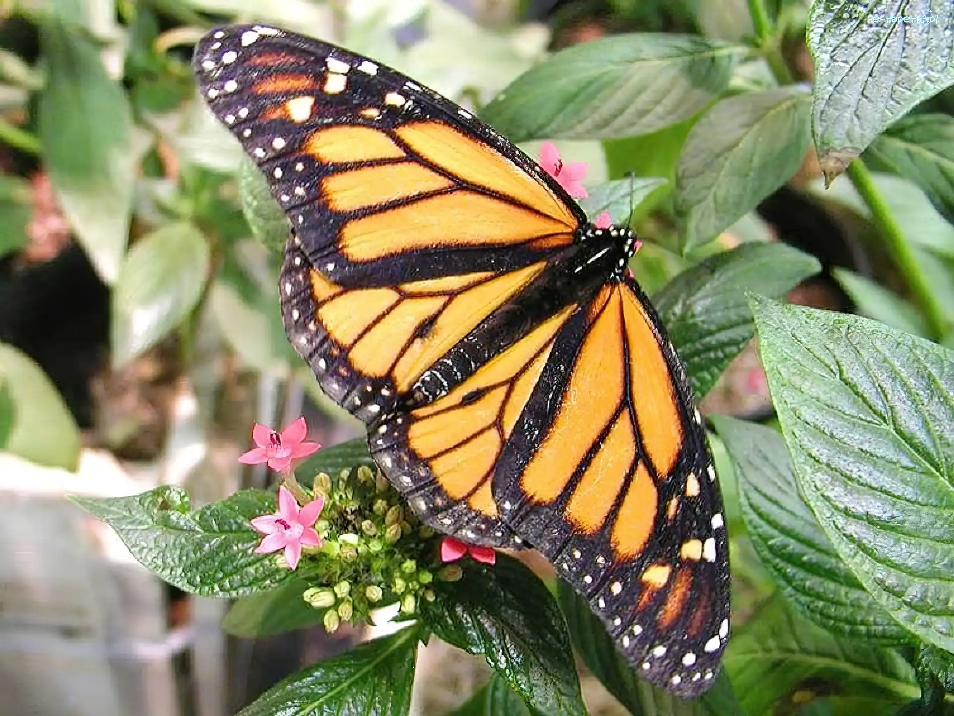 Monarch, Liście, Zielone, Motyl