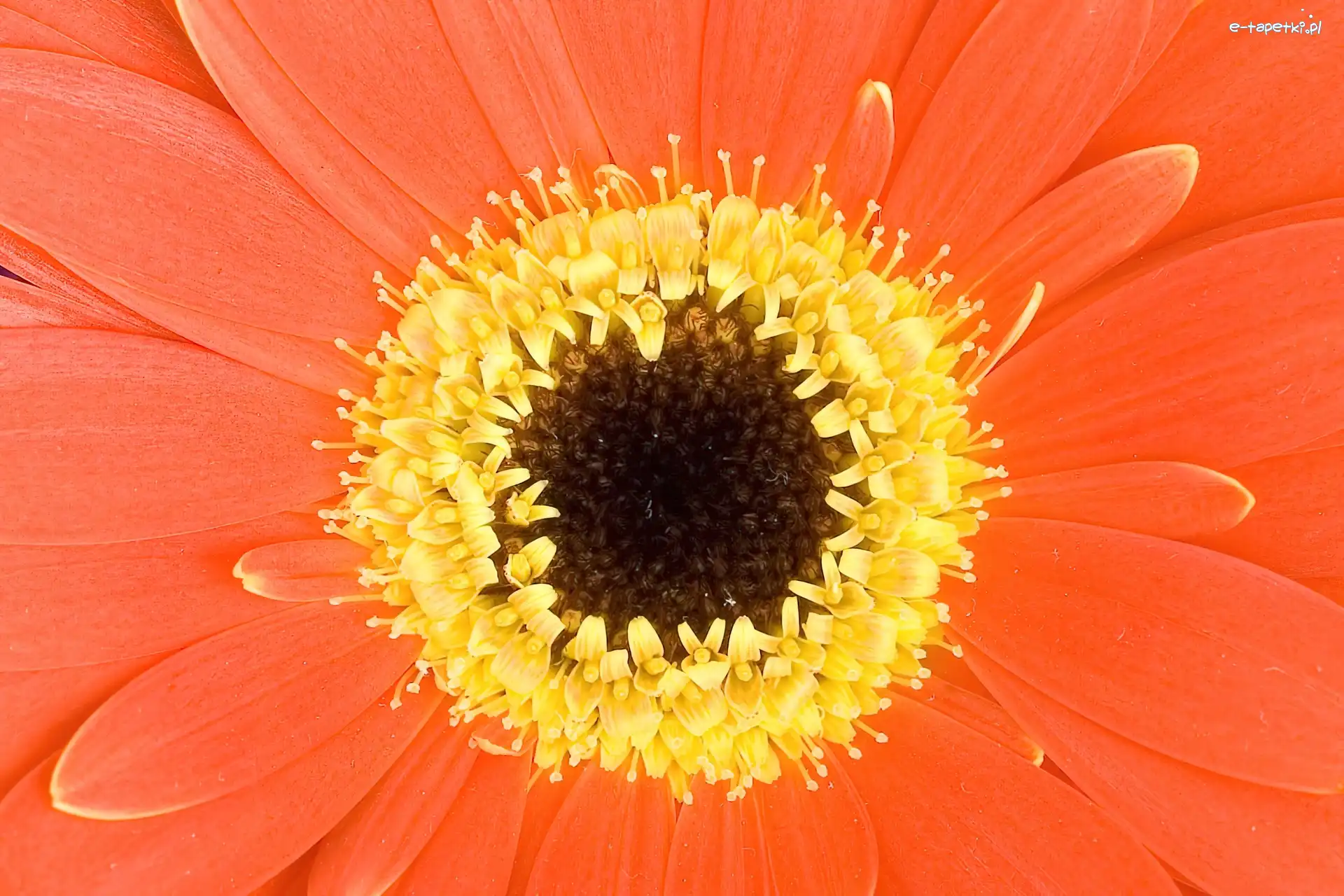 Gerbera, Pomarańczowa