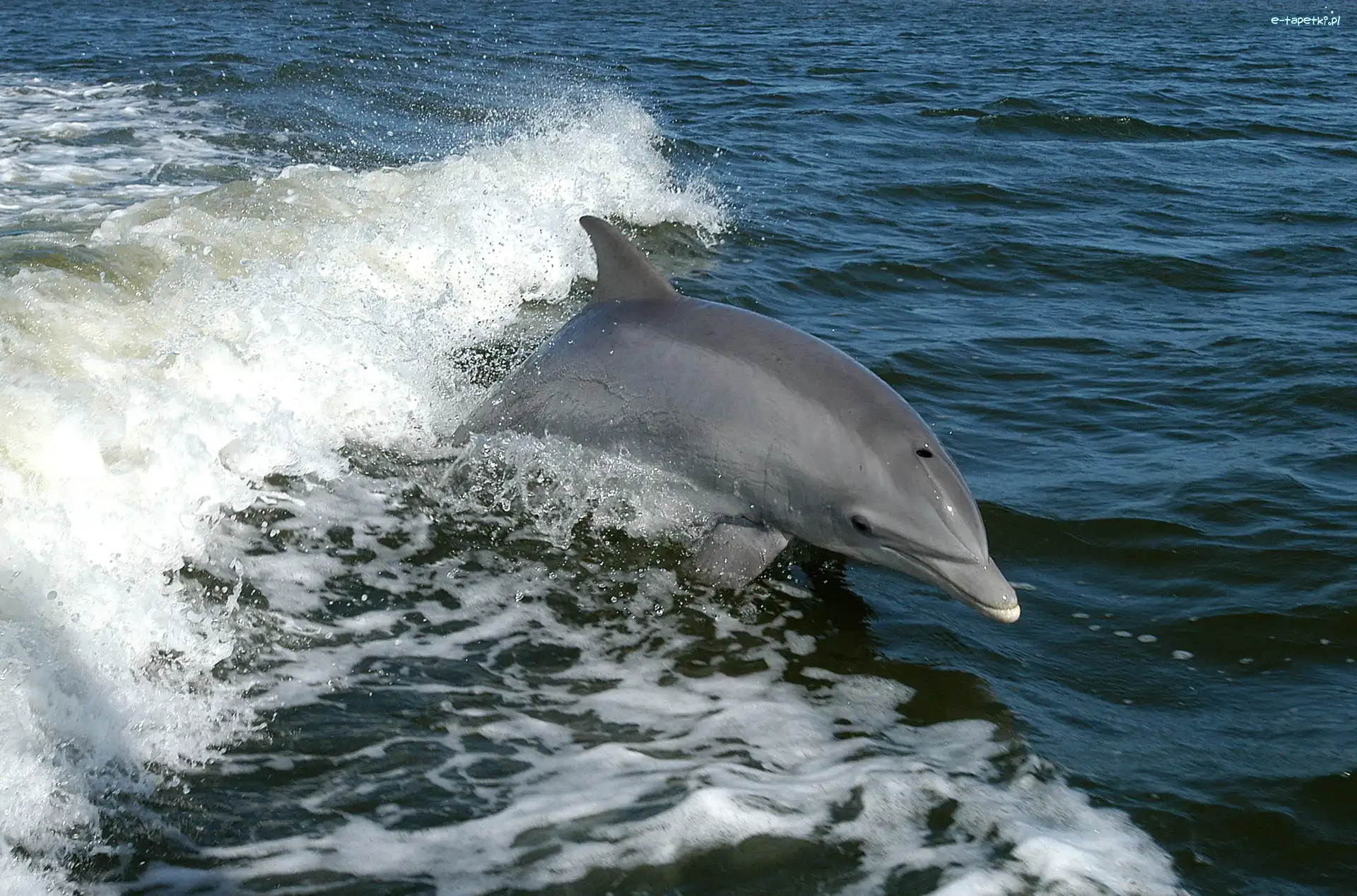 Fala, Morze, Delfin