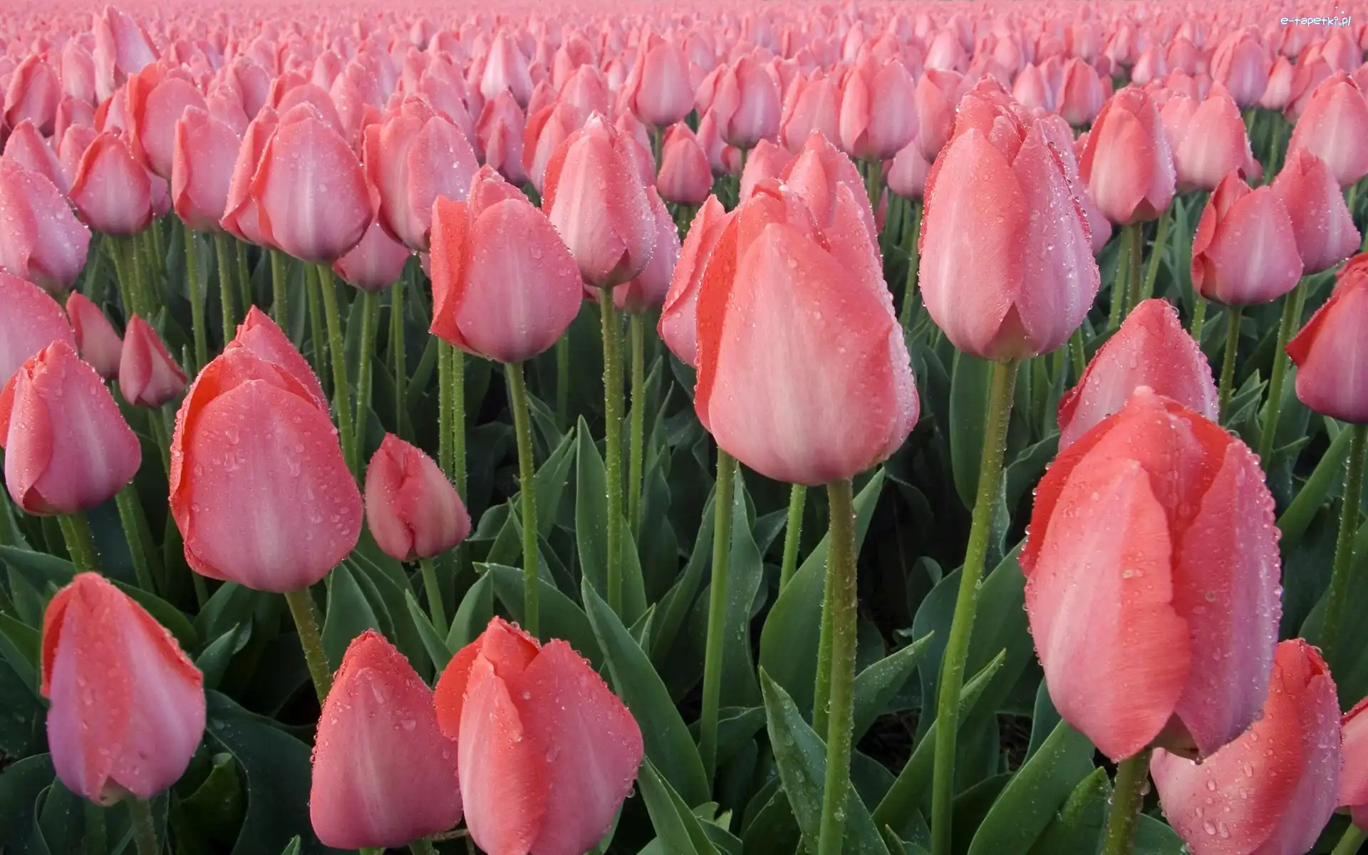 Tulipany, Różowe