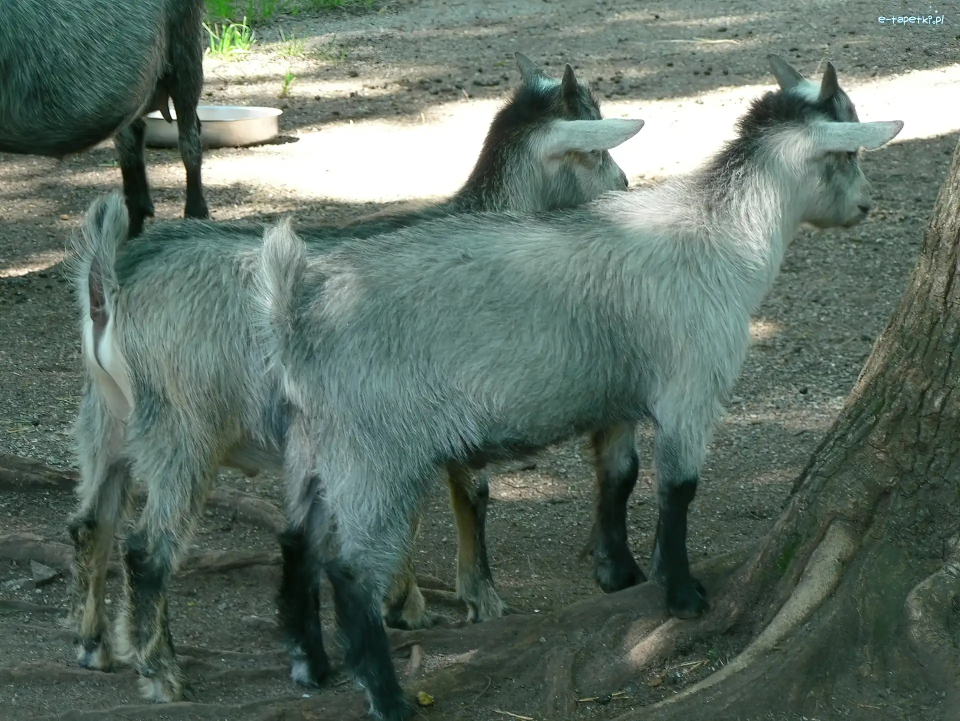 ZOO, Kozy, Dwie