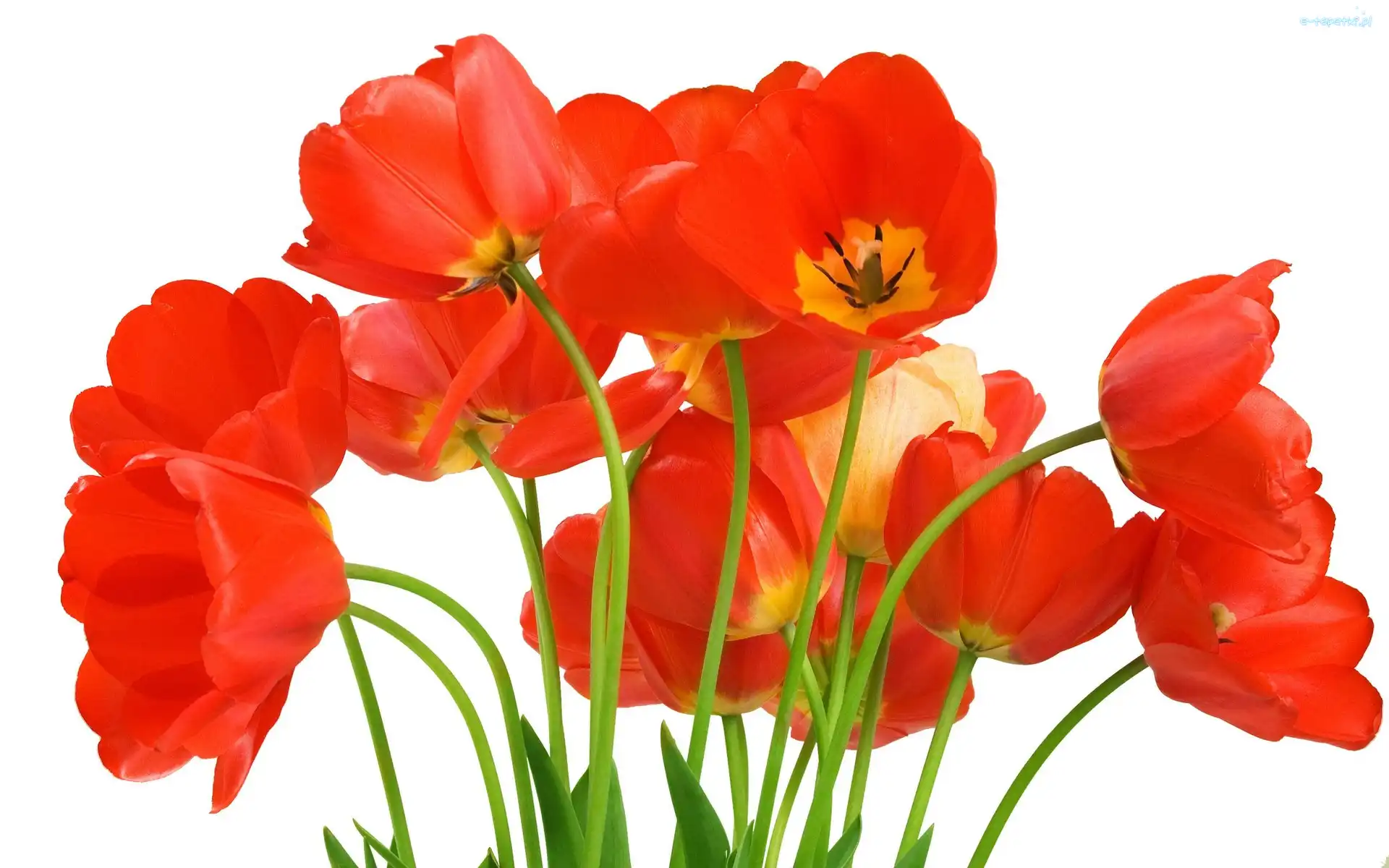 Czerwone, Tulipany