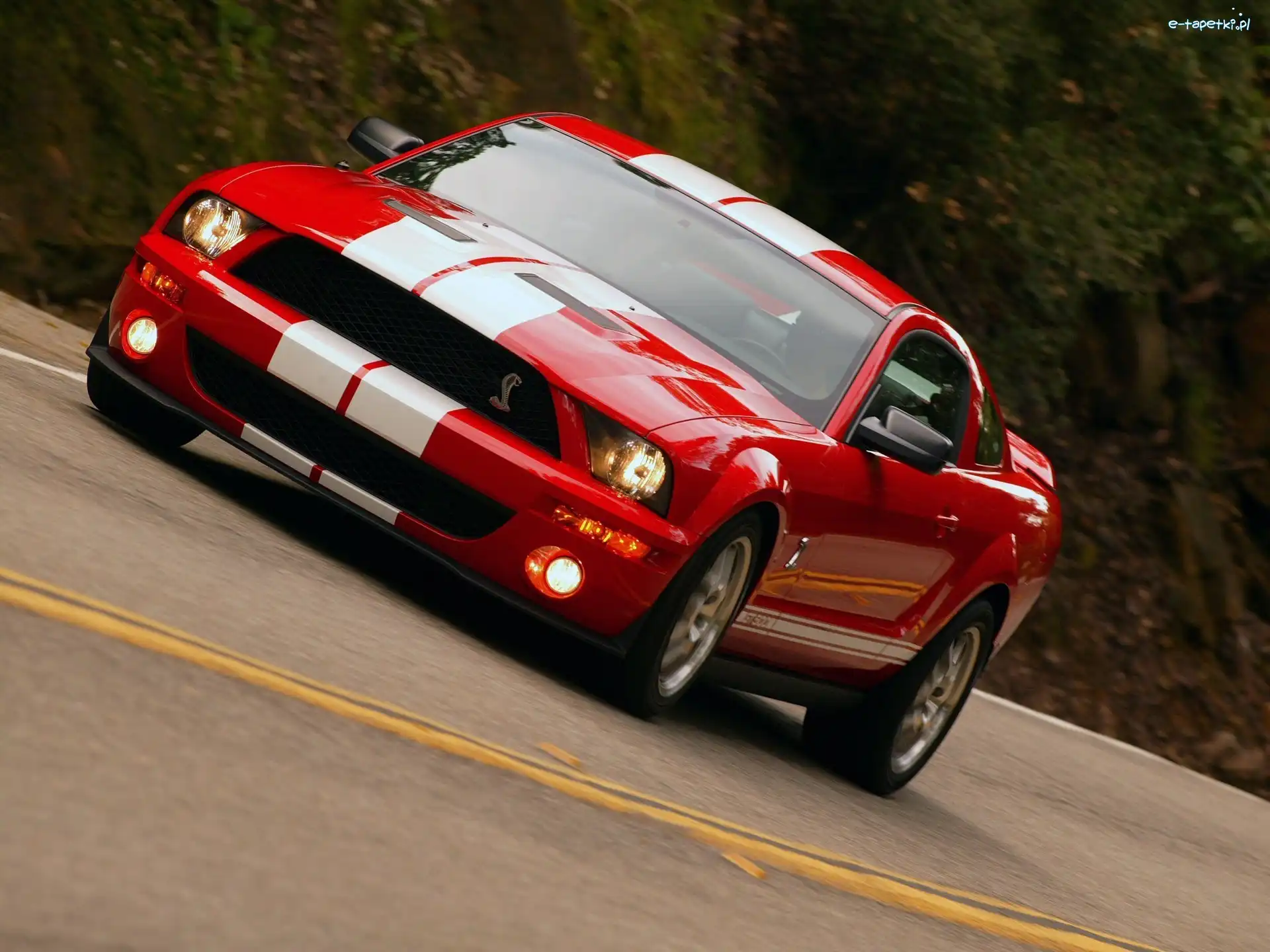 Ford Mustang, Shelby