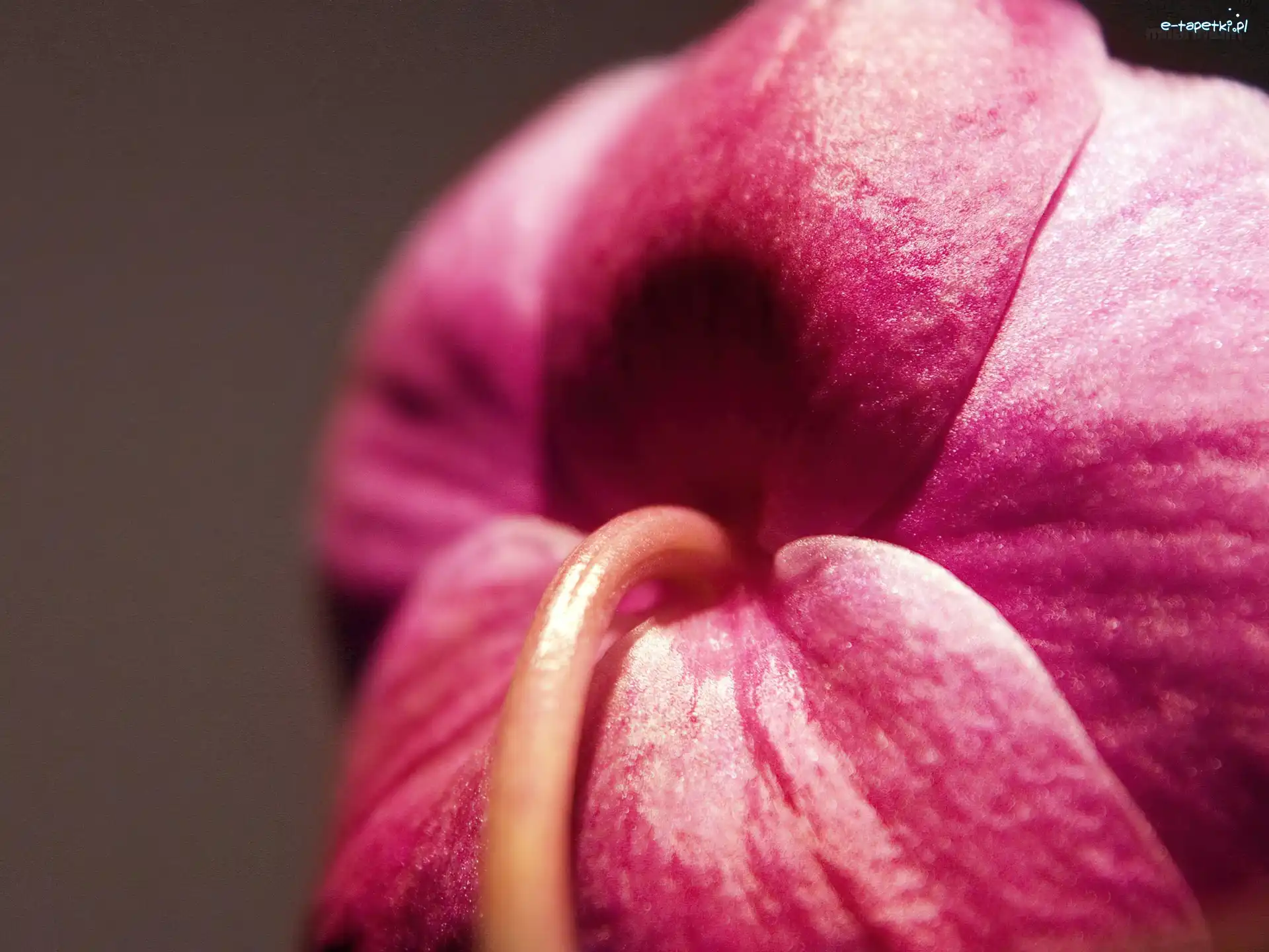 Makro, Orchidea, Różowa