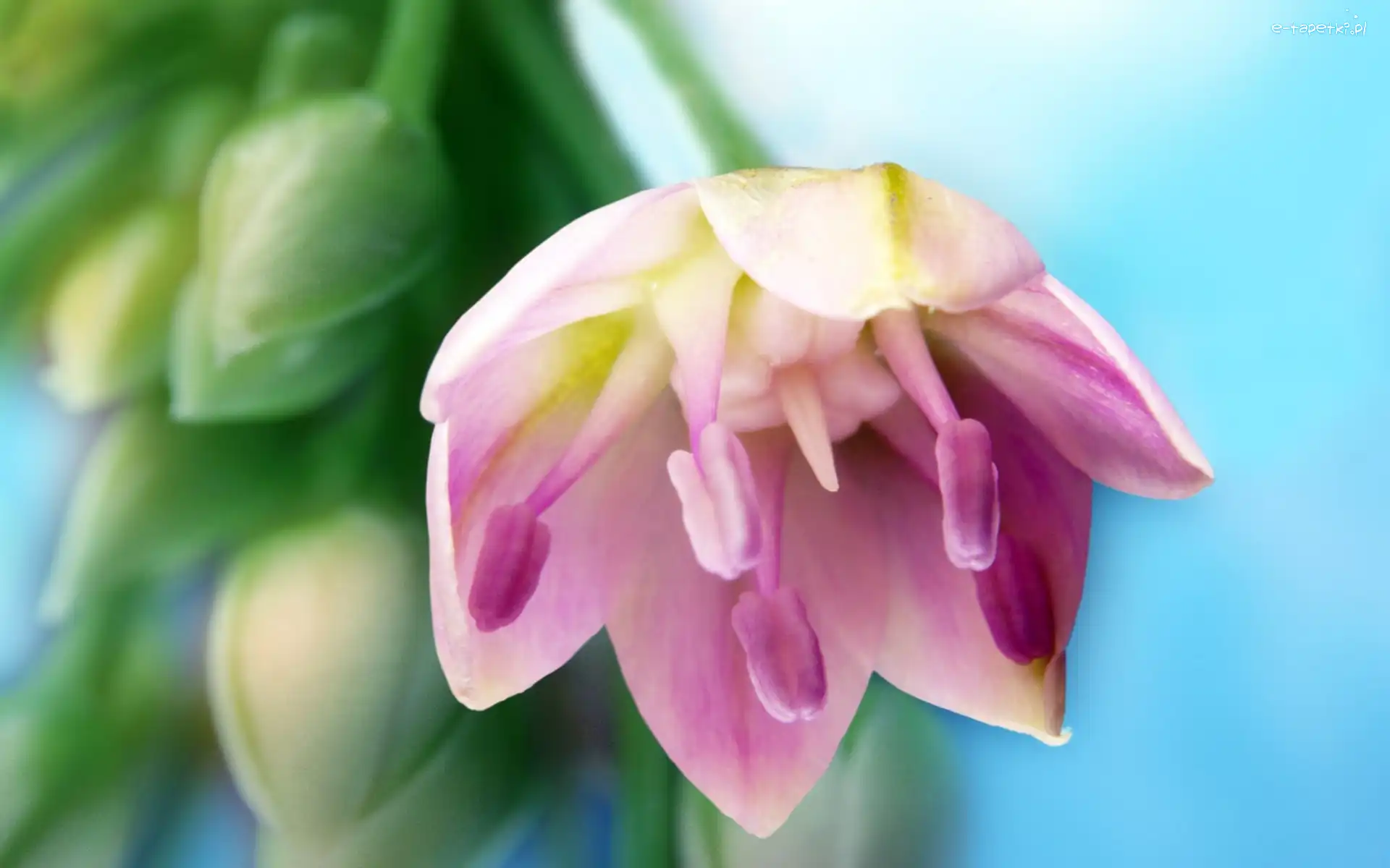 Tulipan, Liliowy