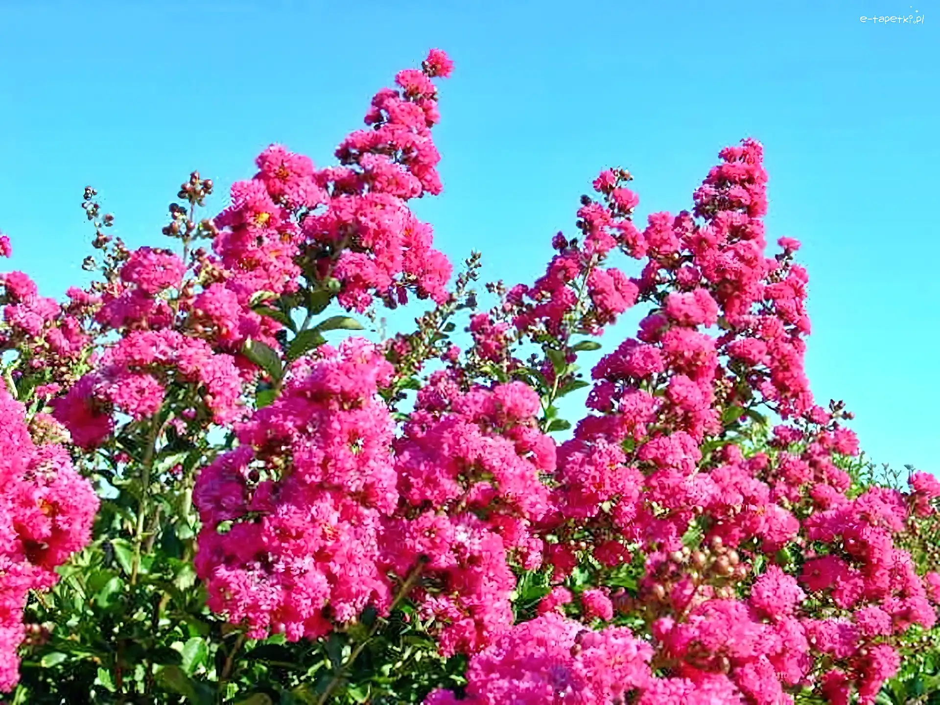 Różowa, Lagerstroemia