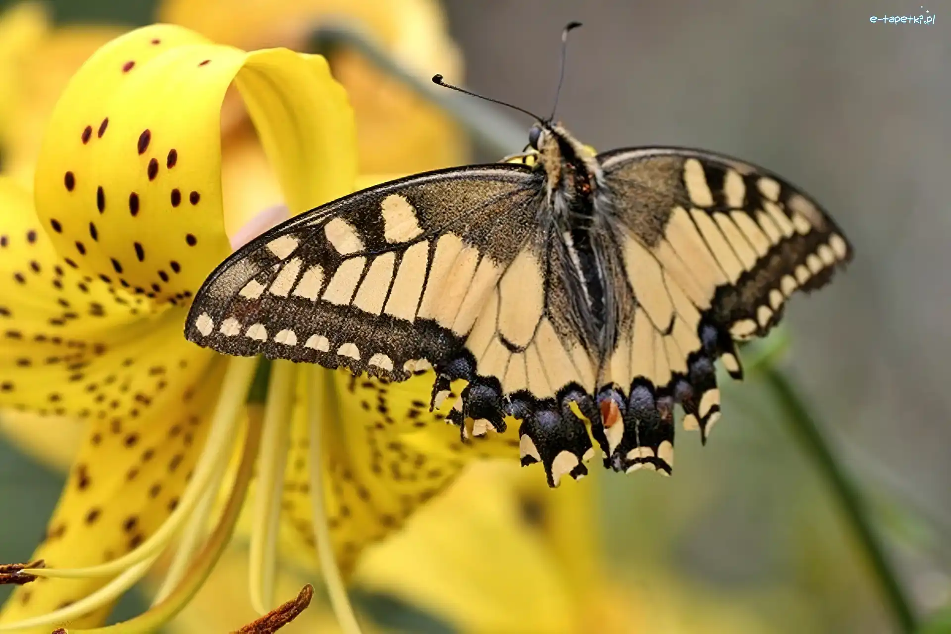 Lilia tygrysia, Paź królowej, Motyl