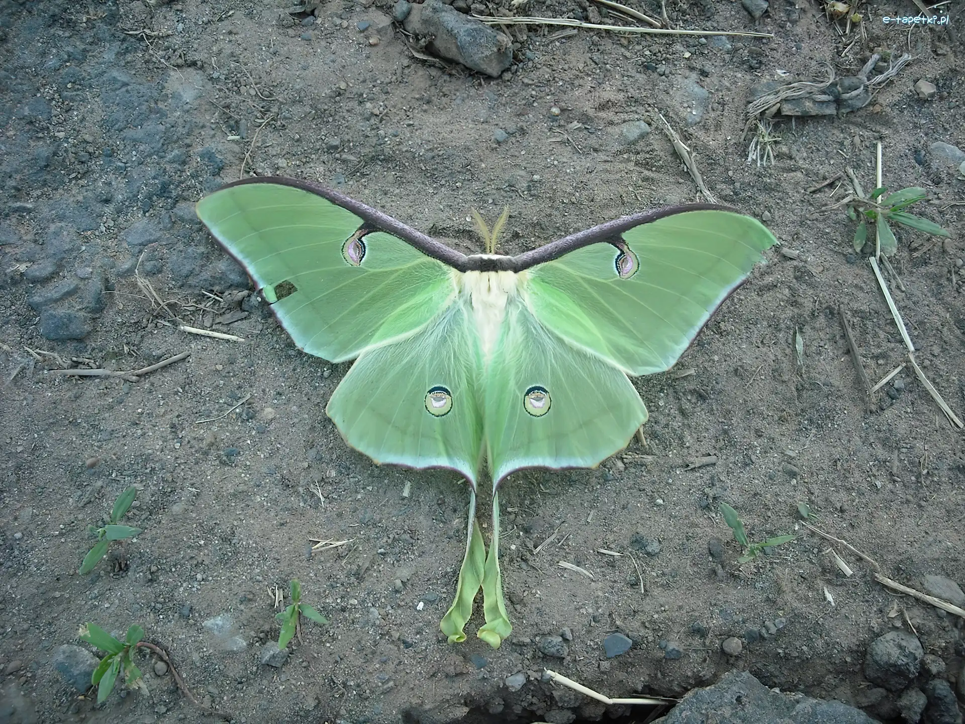 Liść, Motyl, Zielony
