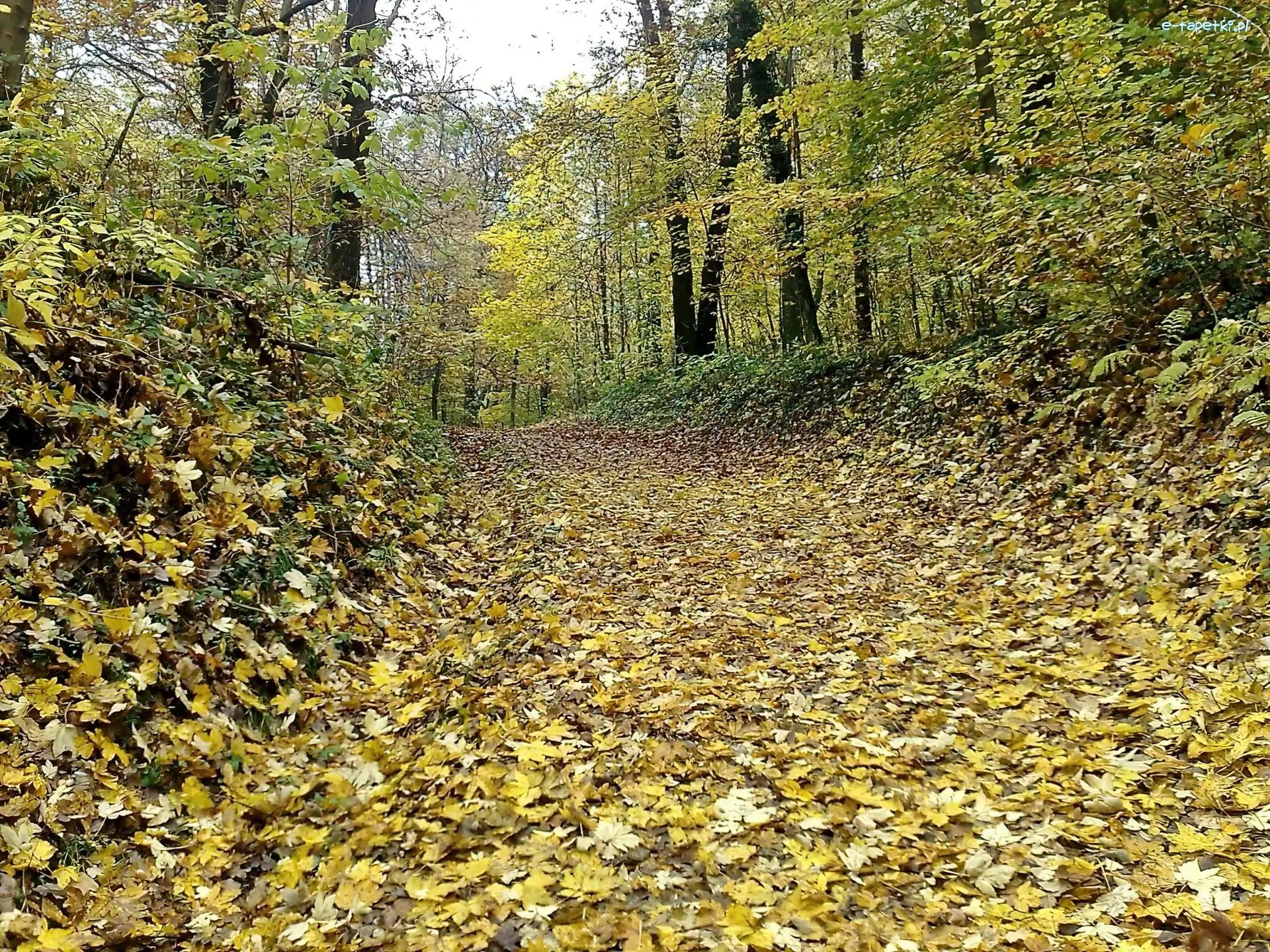 Ścieżka, Liście, Las