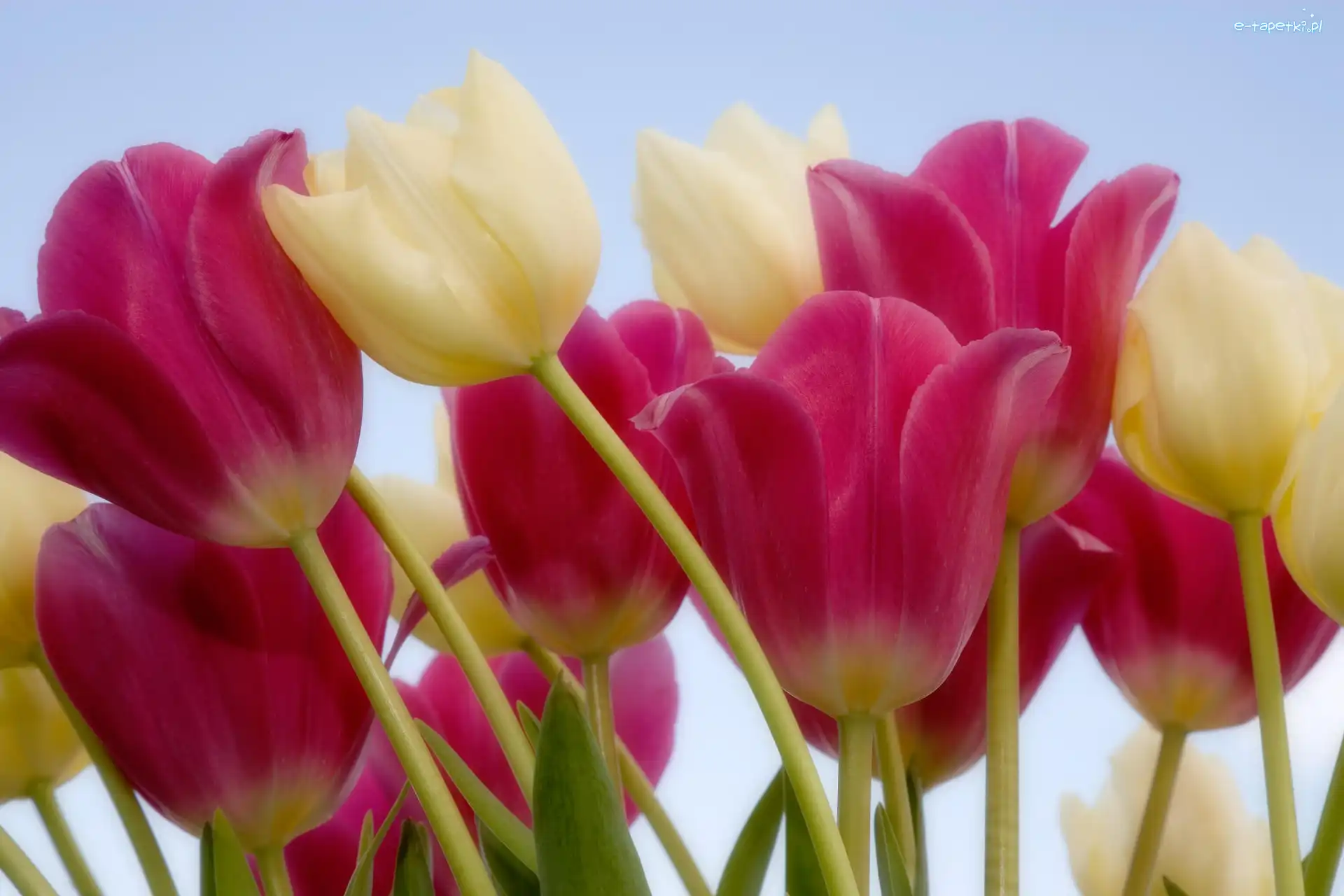 Łodygi, Tulipany