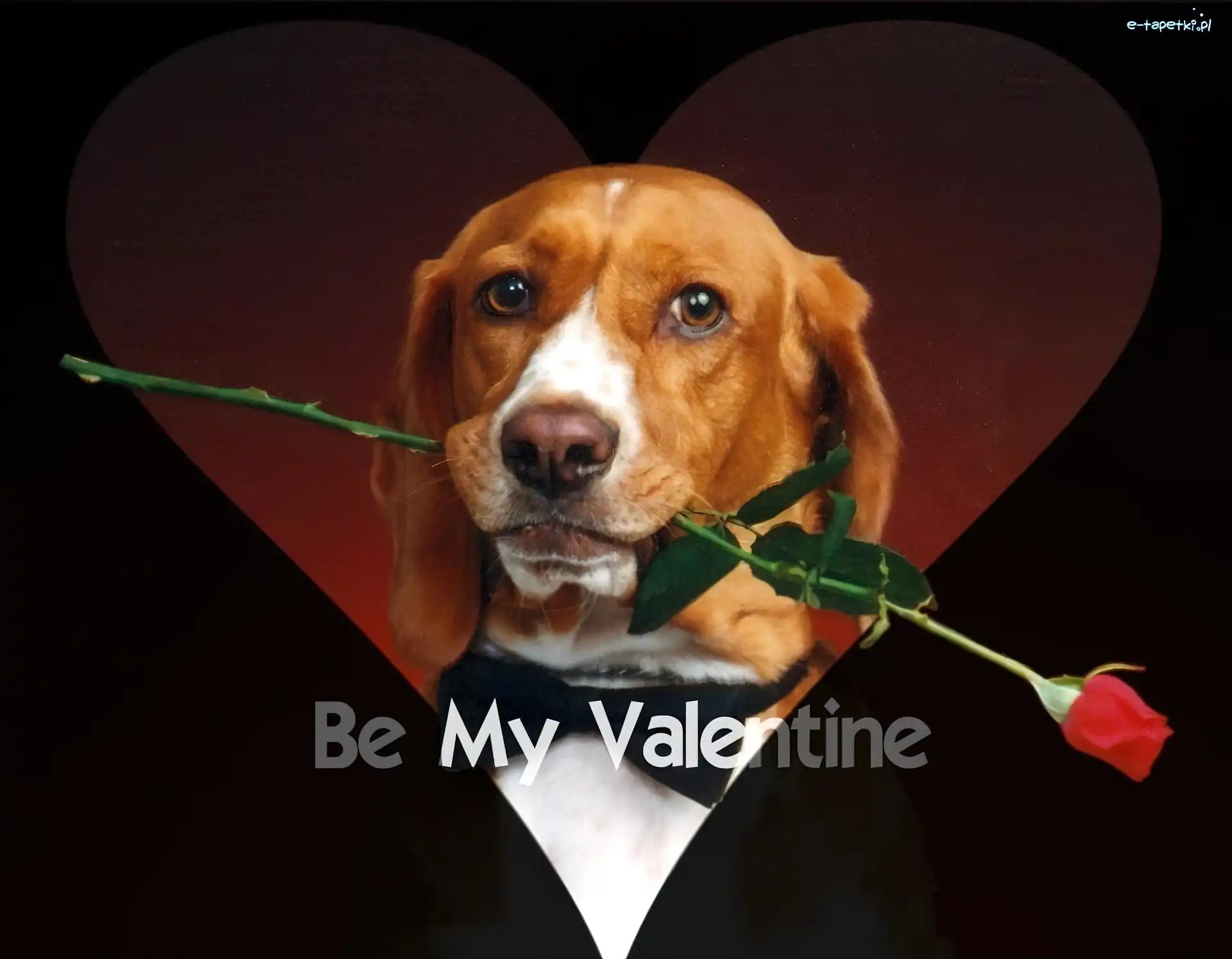 Róża, Be My Valentine, Pies, Czerwona