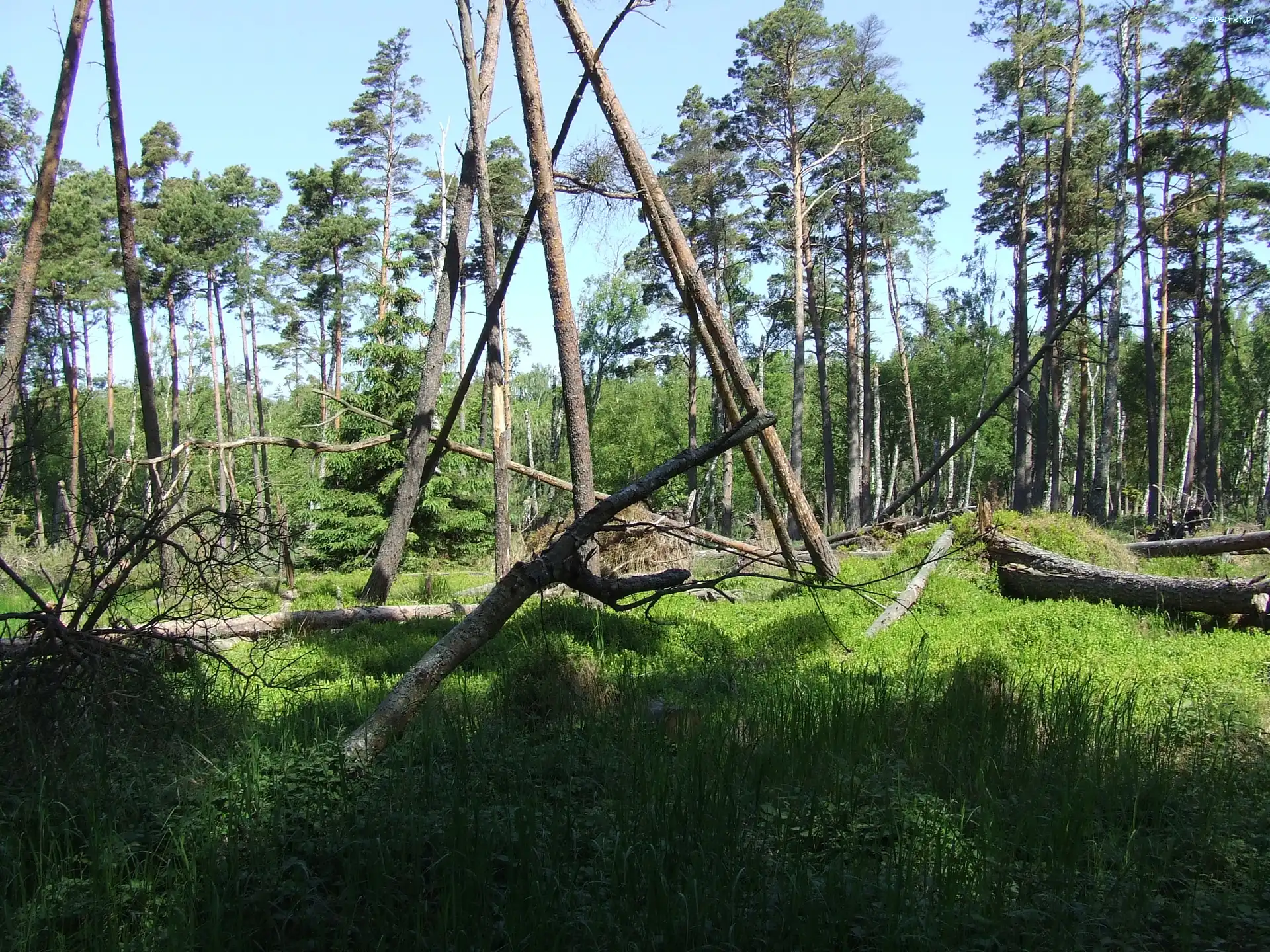 Natury, Drzewa, Powalone, Siła