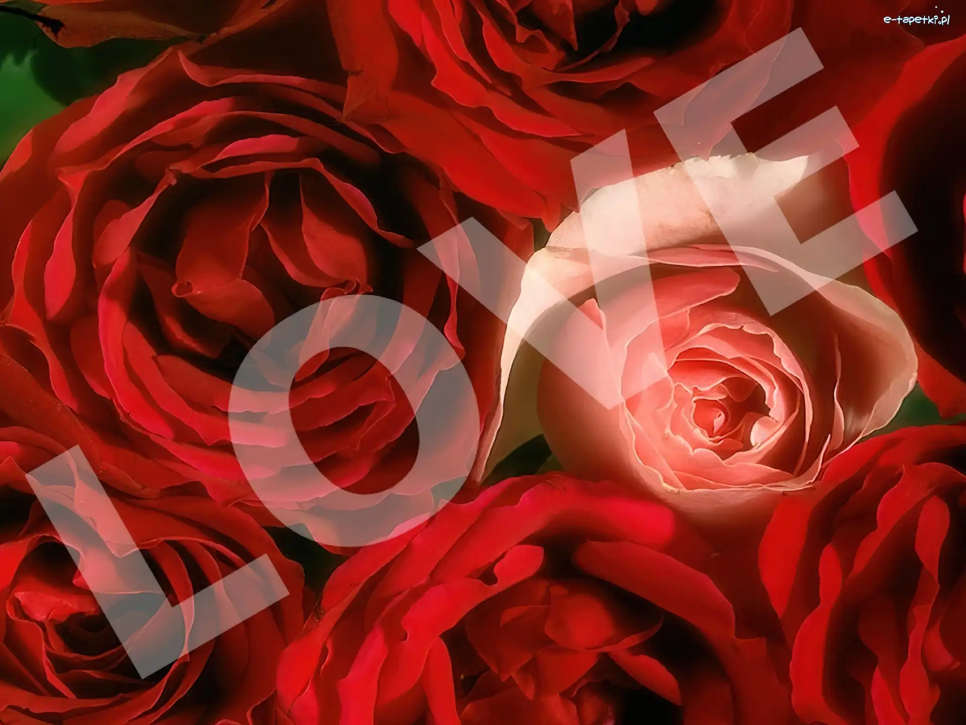 Love, Róż, Pąki