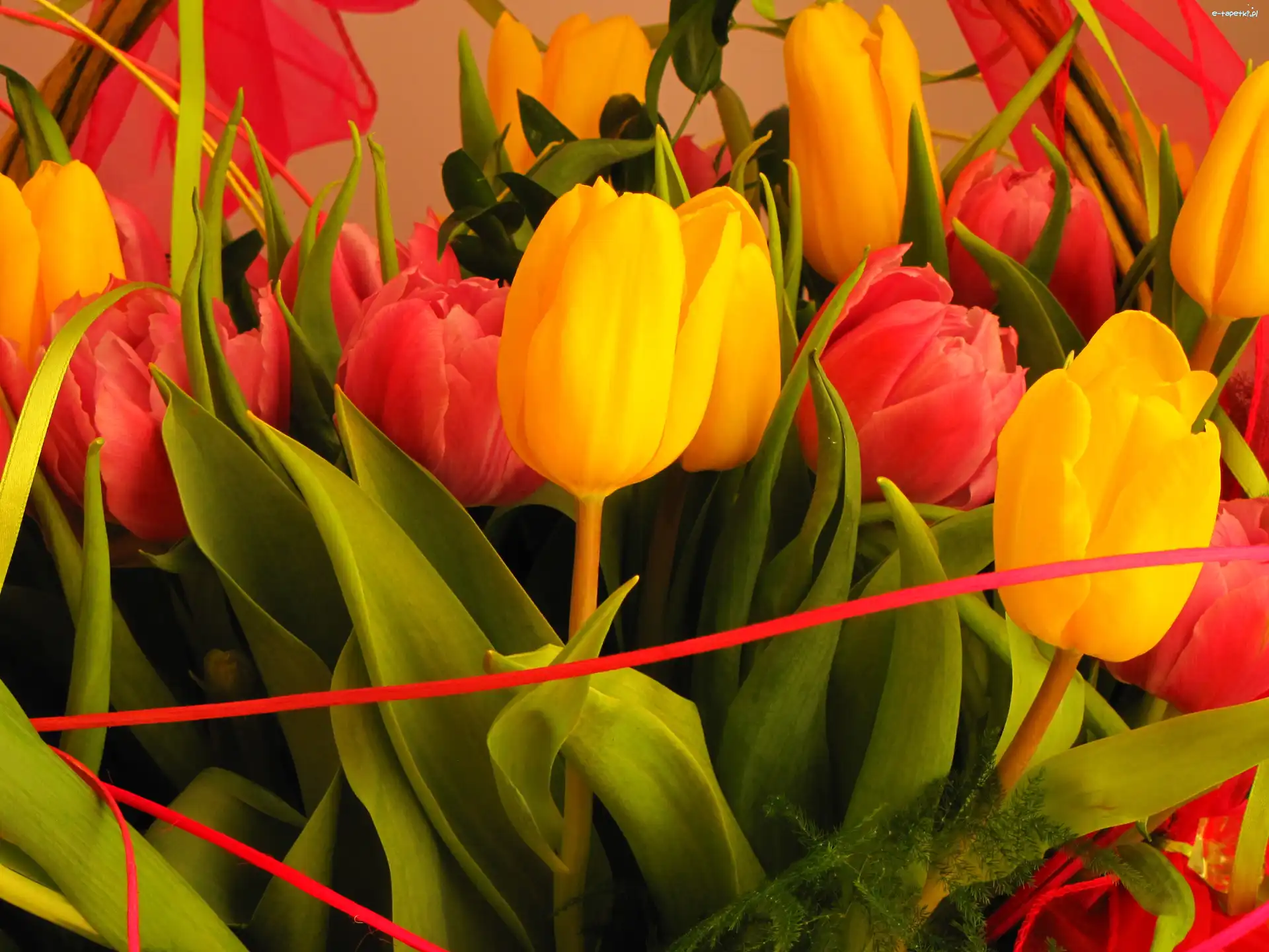 Wstążka, Tulipany