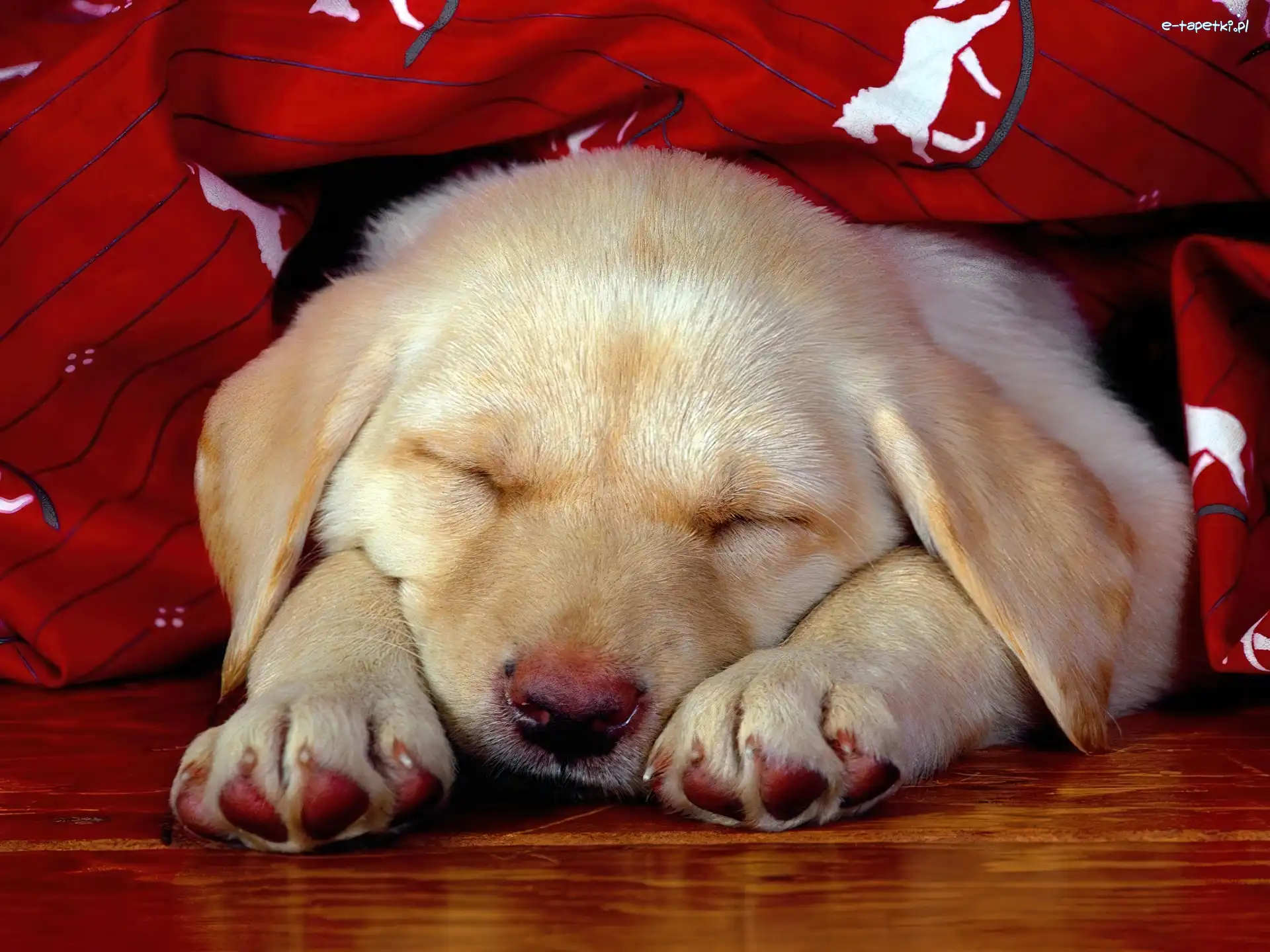 Słodki, Szczeniak, Śpiący, Retriever, Labrador