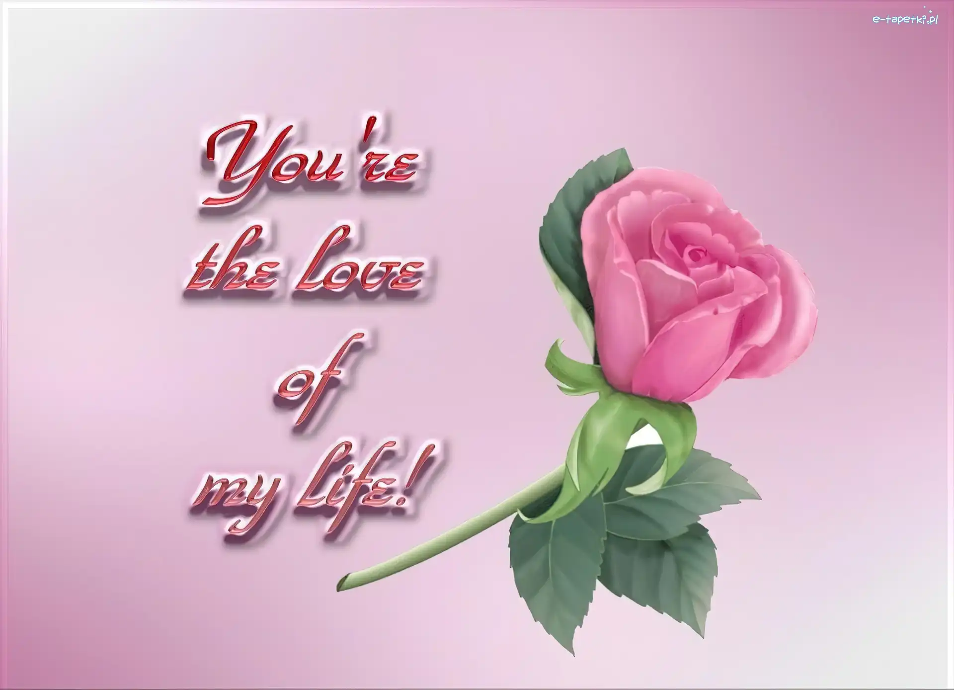 Love, Róża, Różowa
