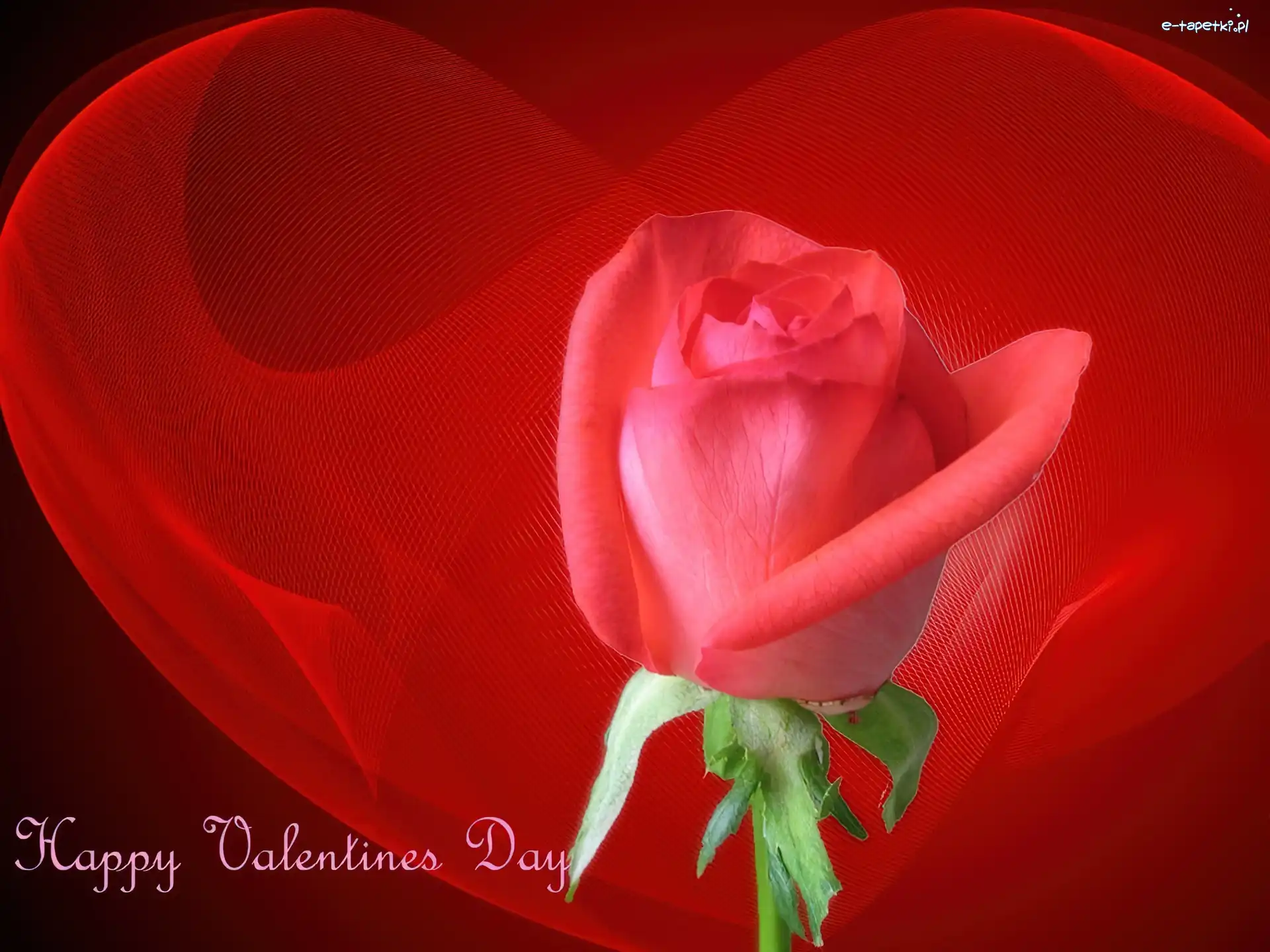 Happy, Day, Valentines, Serce, Róża