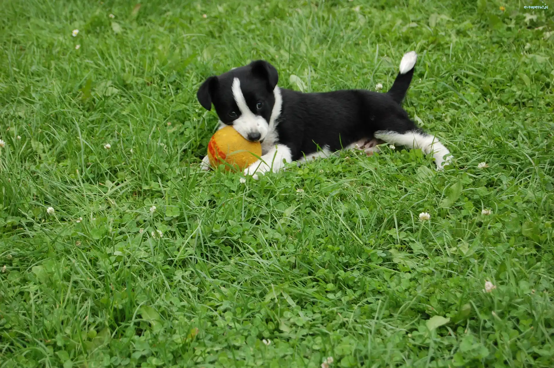 Piłeczka, Border Collie, Trawa, Szczeniak