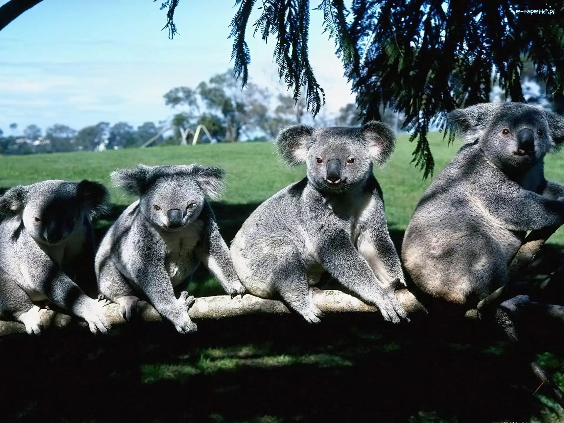 Koala, Misie