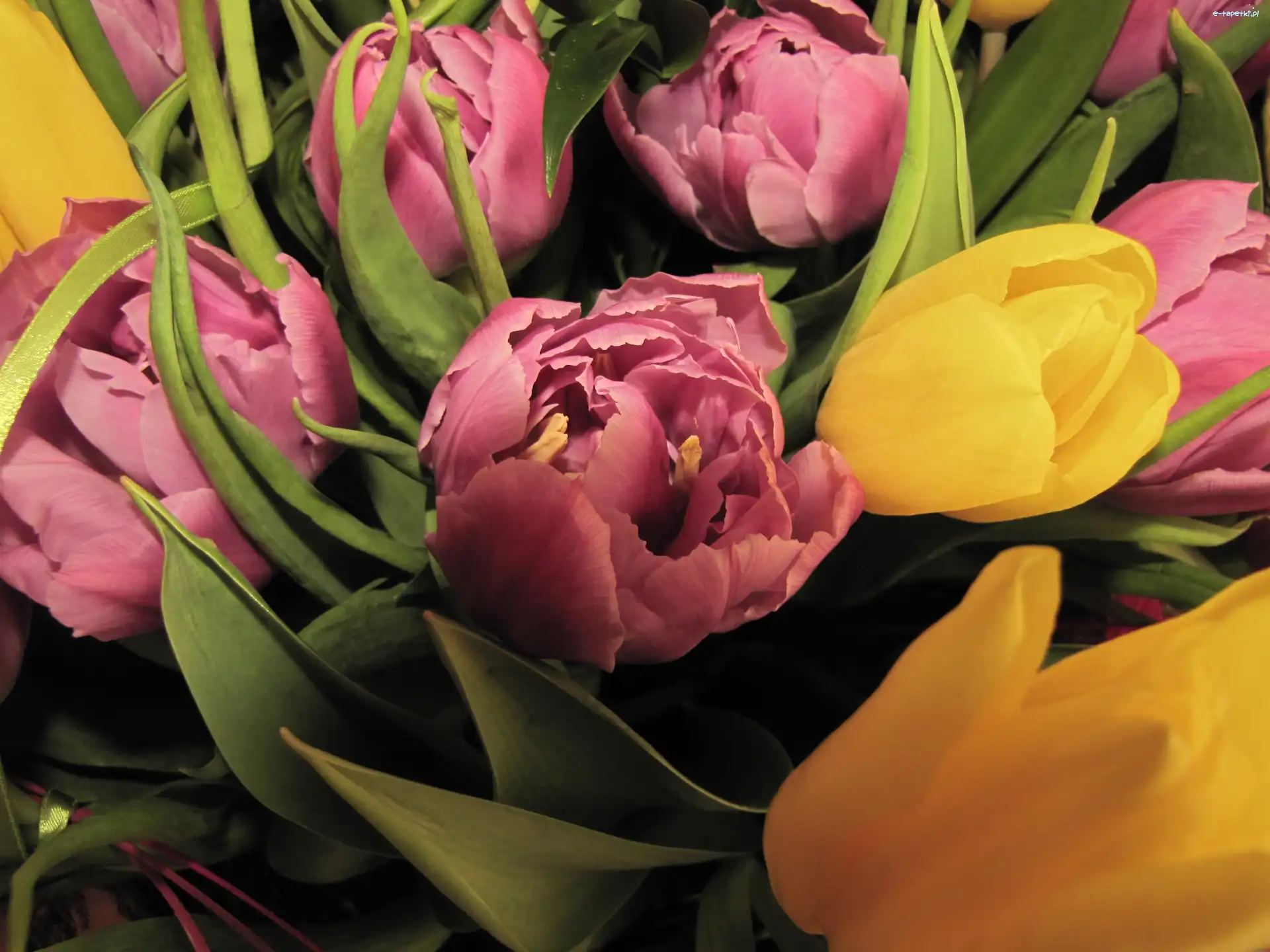 Tulipany, Żółte, Różowe