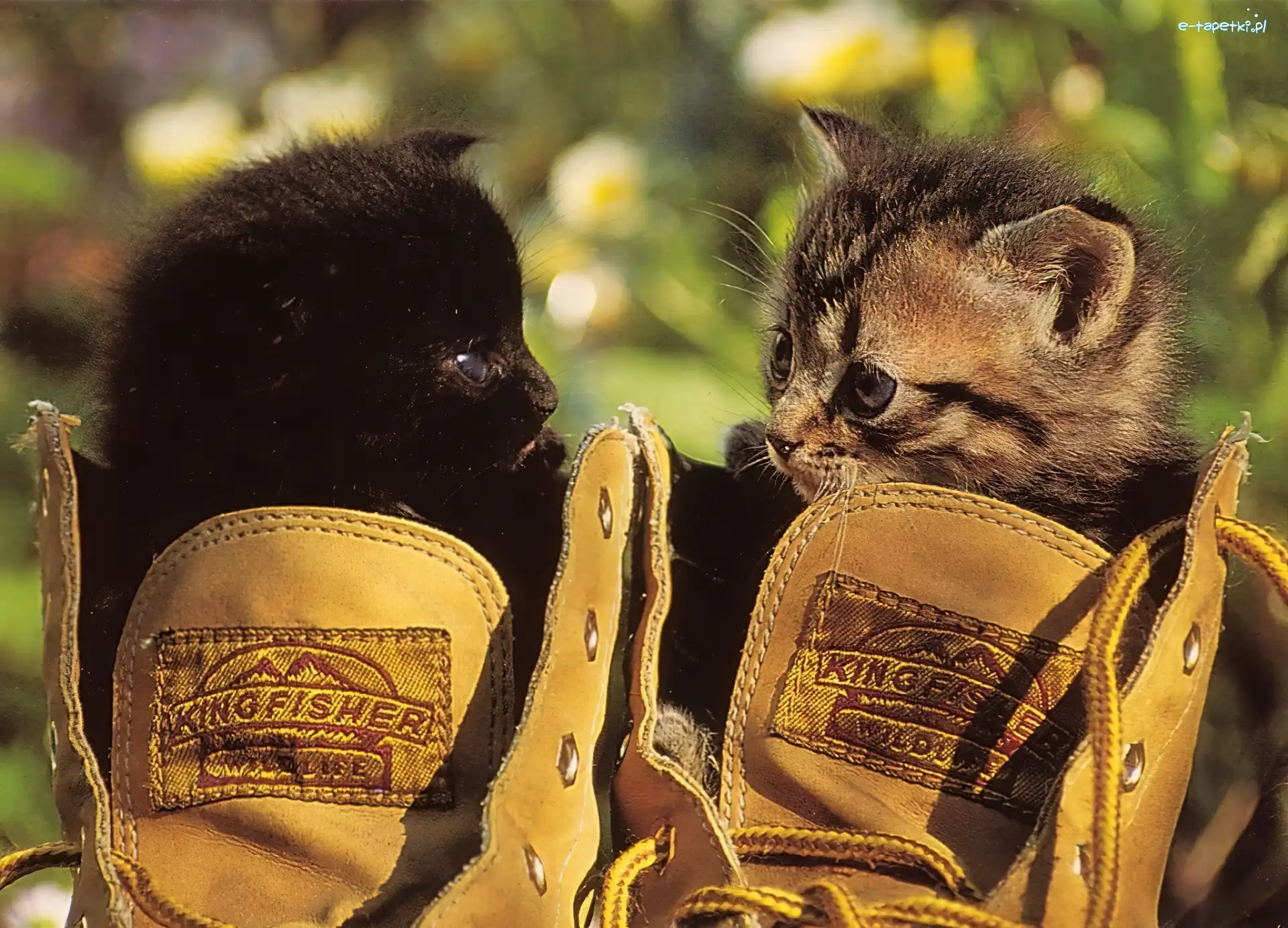 Buty, Kotki, Dwa