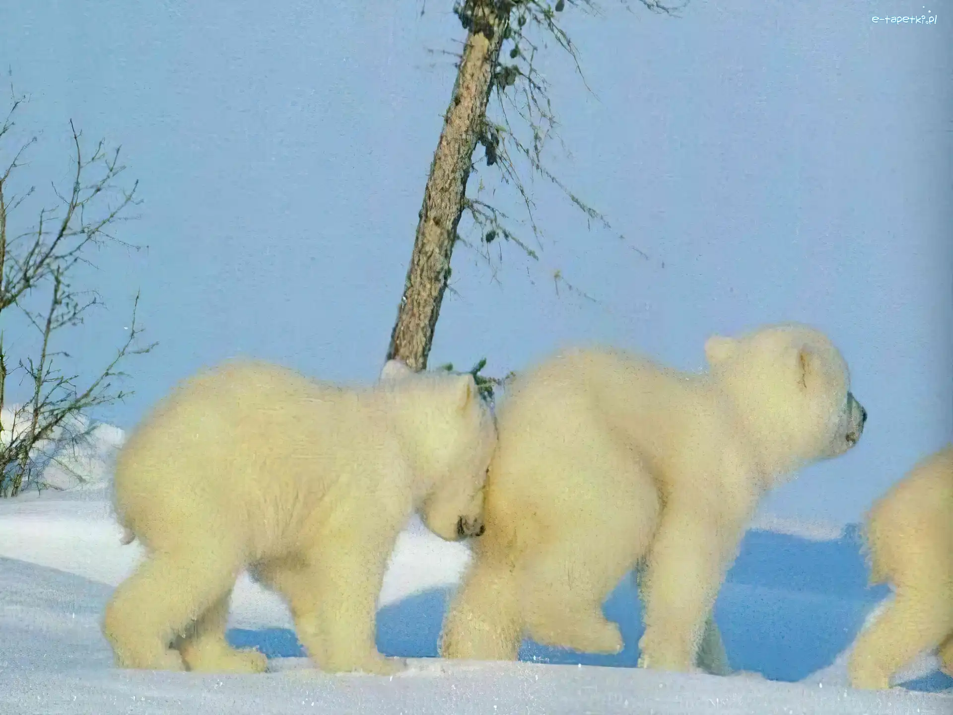 Młode, Polarne, Niedźwiedzie, Trzy